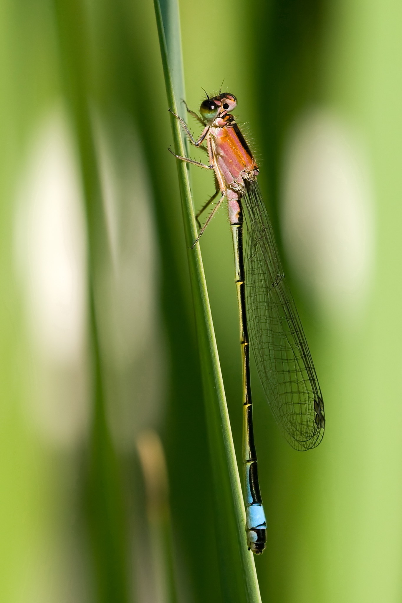 Ischnura elegans 14(loz)