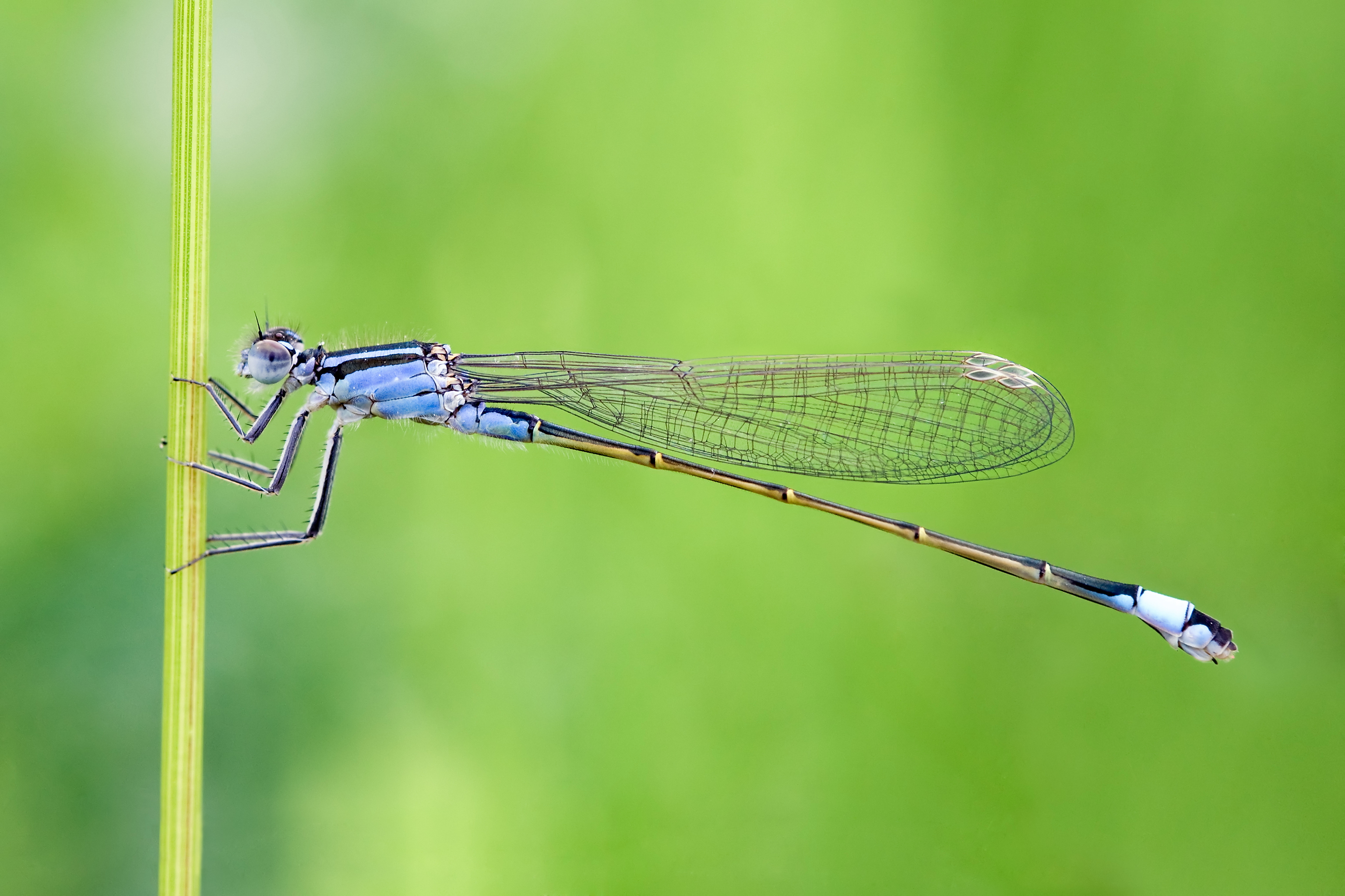 Ischnura elegans 17(loz)