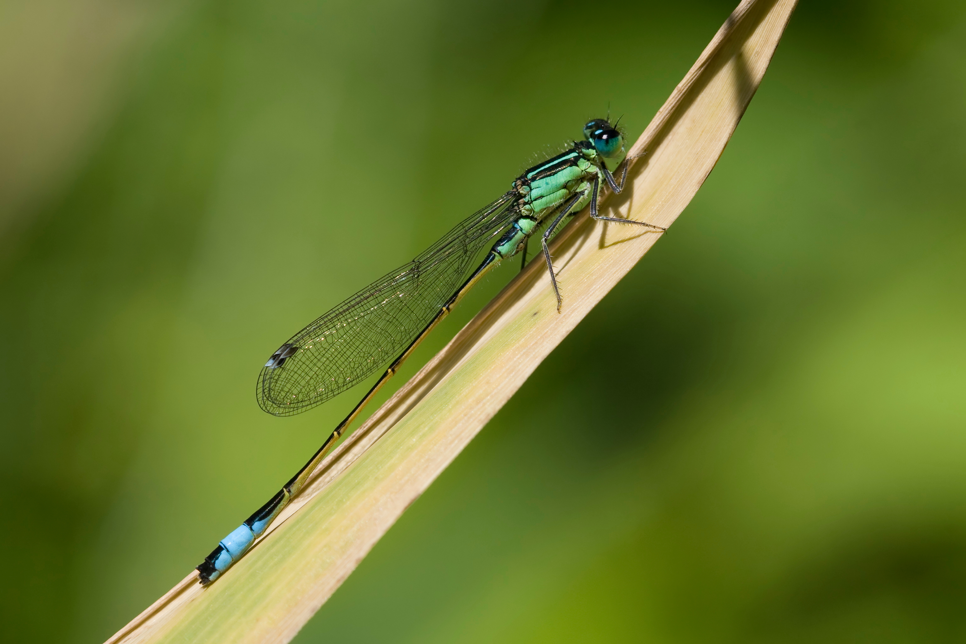 Ischnura elegans 18(loz)