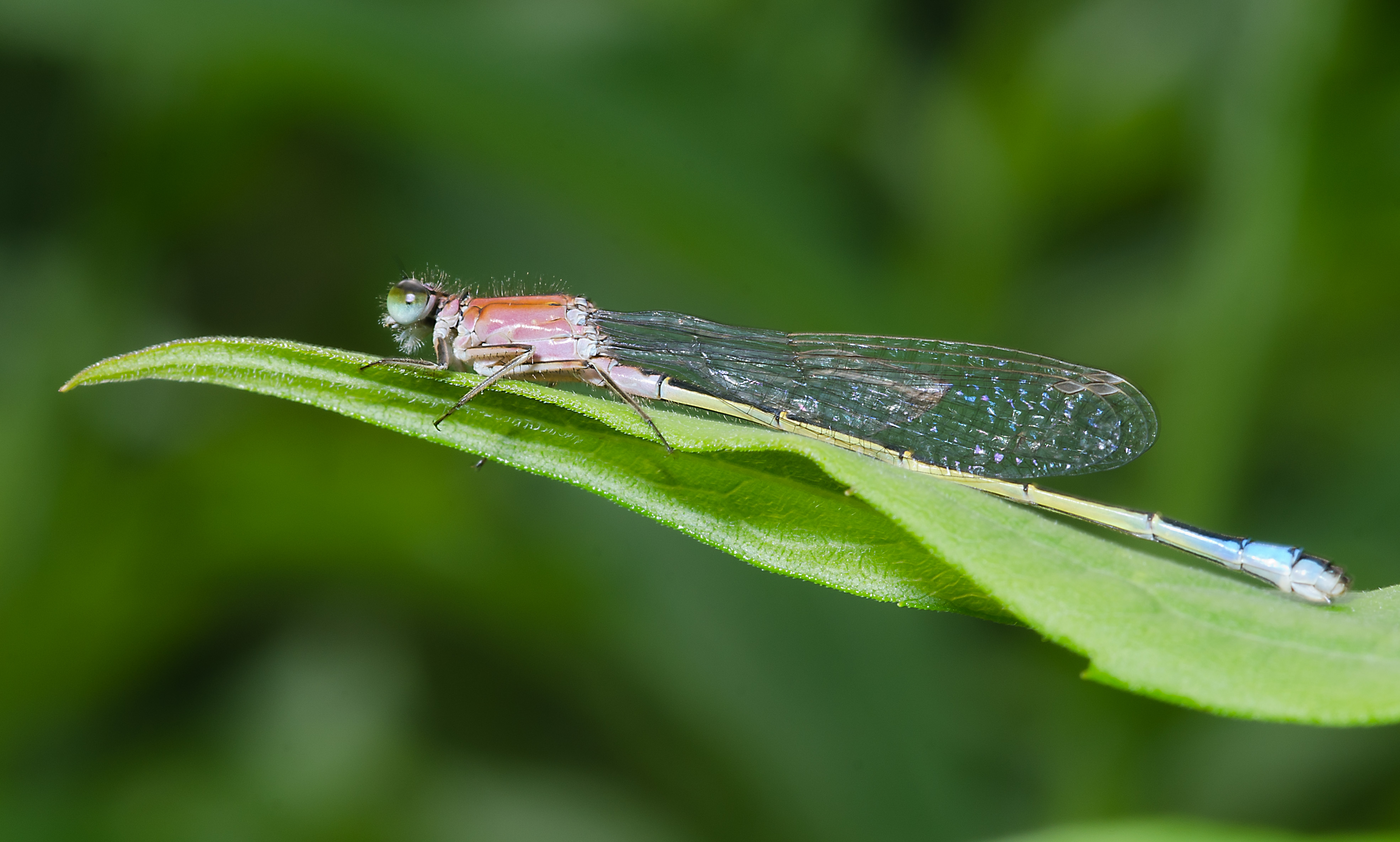 Ischnura elegans f. rufescens-pjt