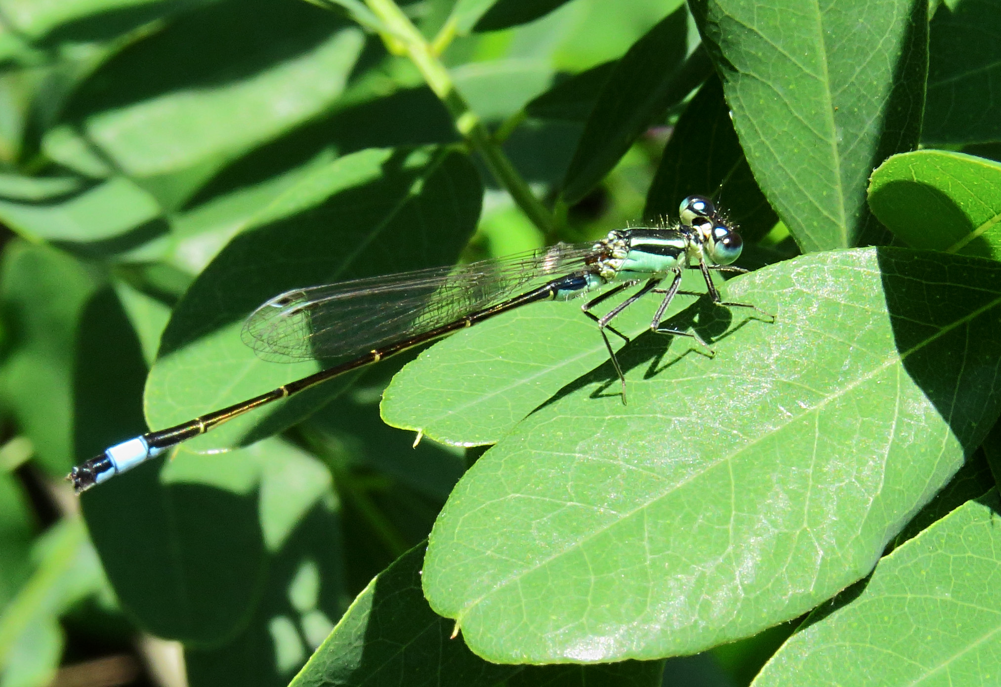 Ischnura elegans Kiev13