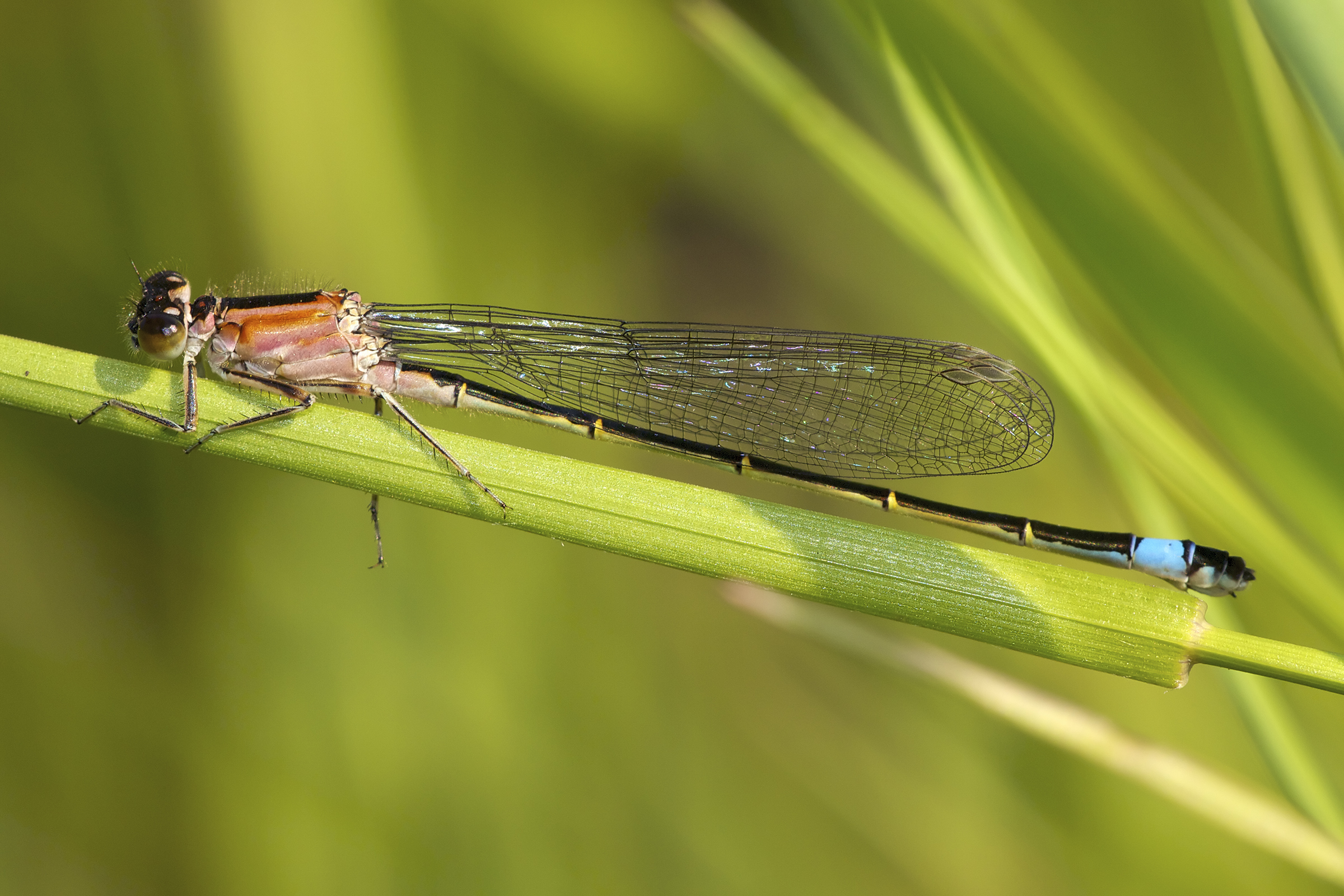Ischnura elegans LC0356