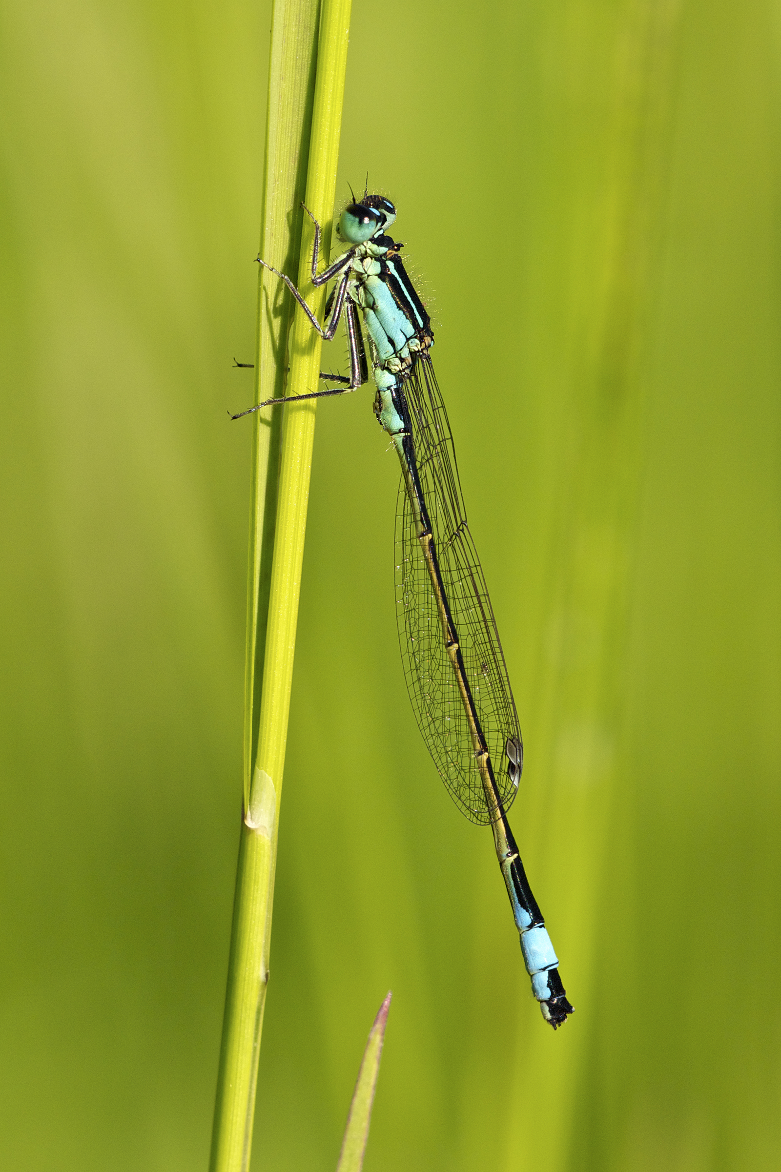 Ischnura elegans LC0357