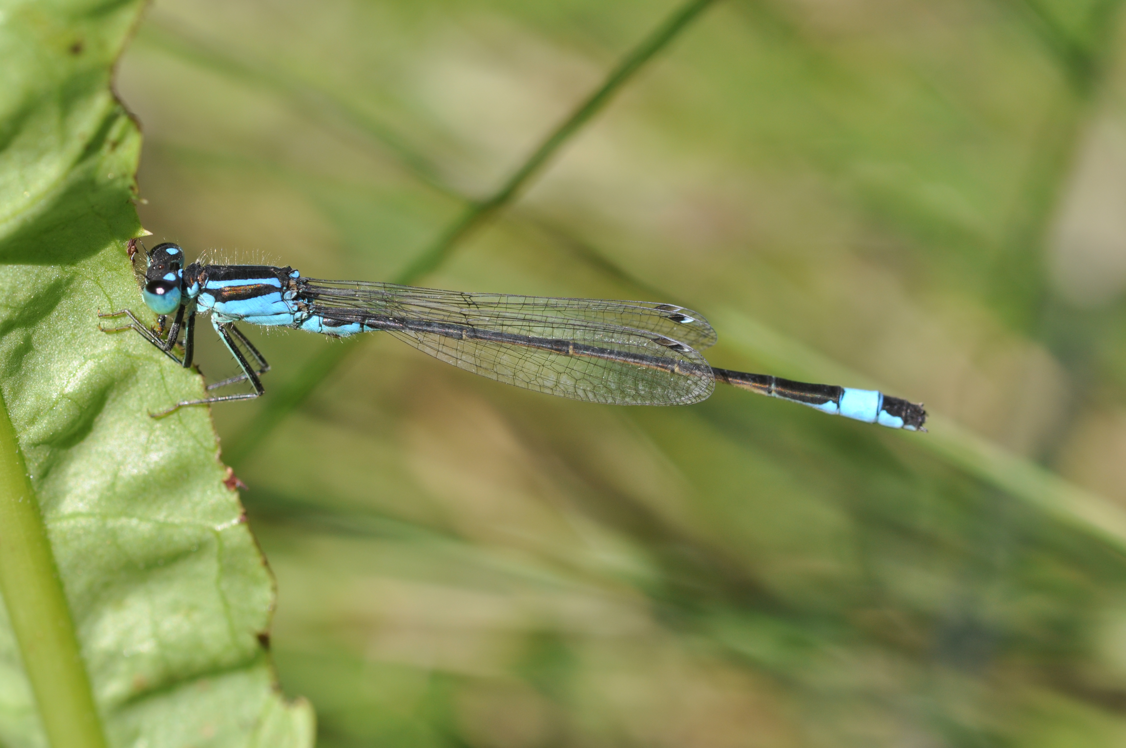 Ischnura elegans m1