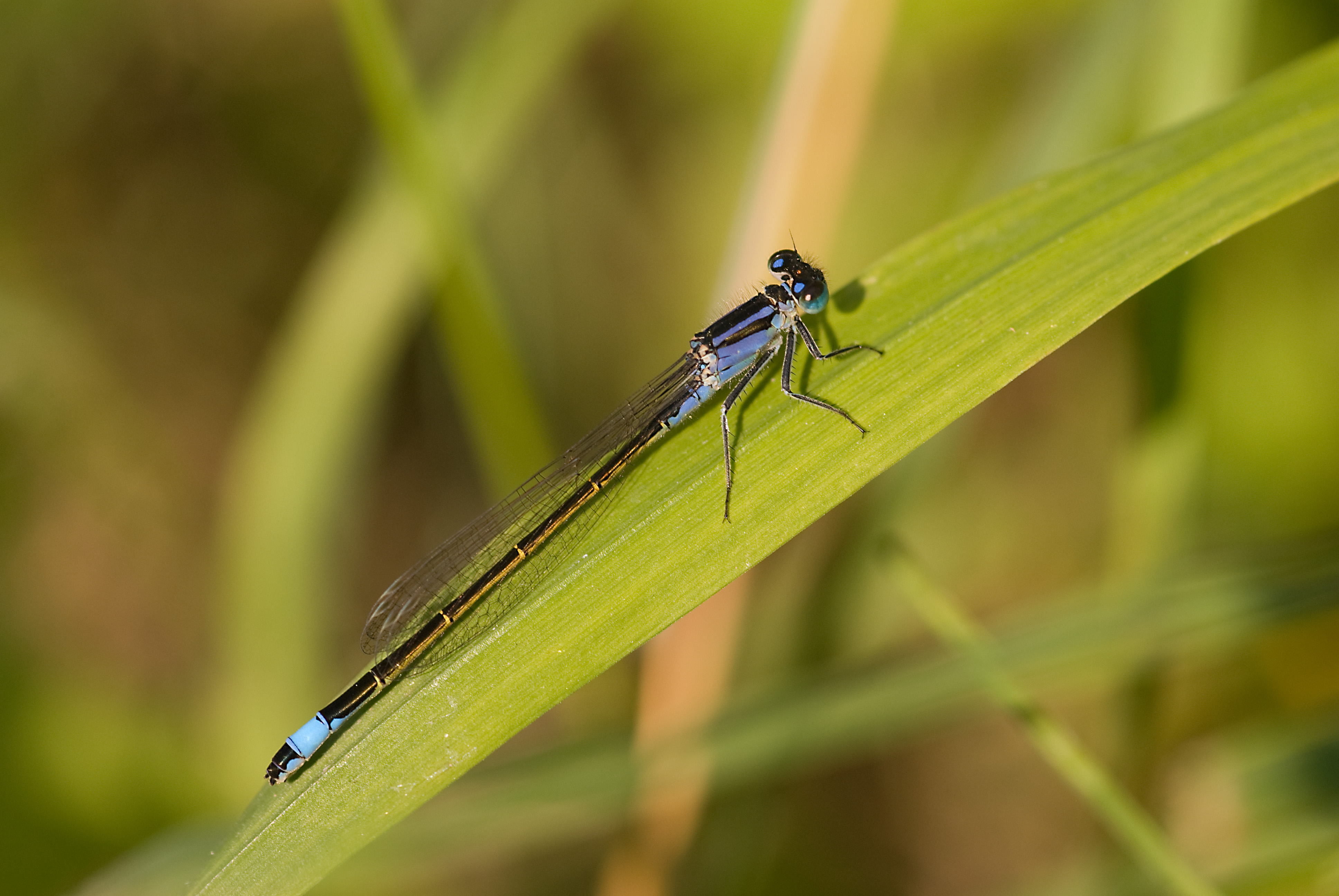 Ischnura elegans-pjt1