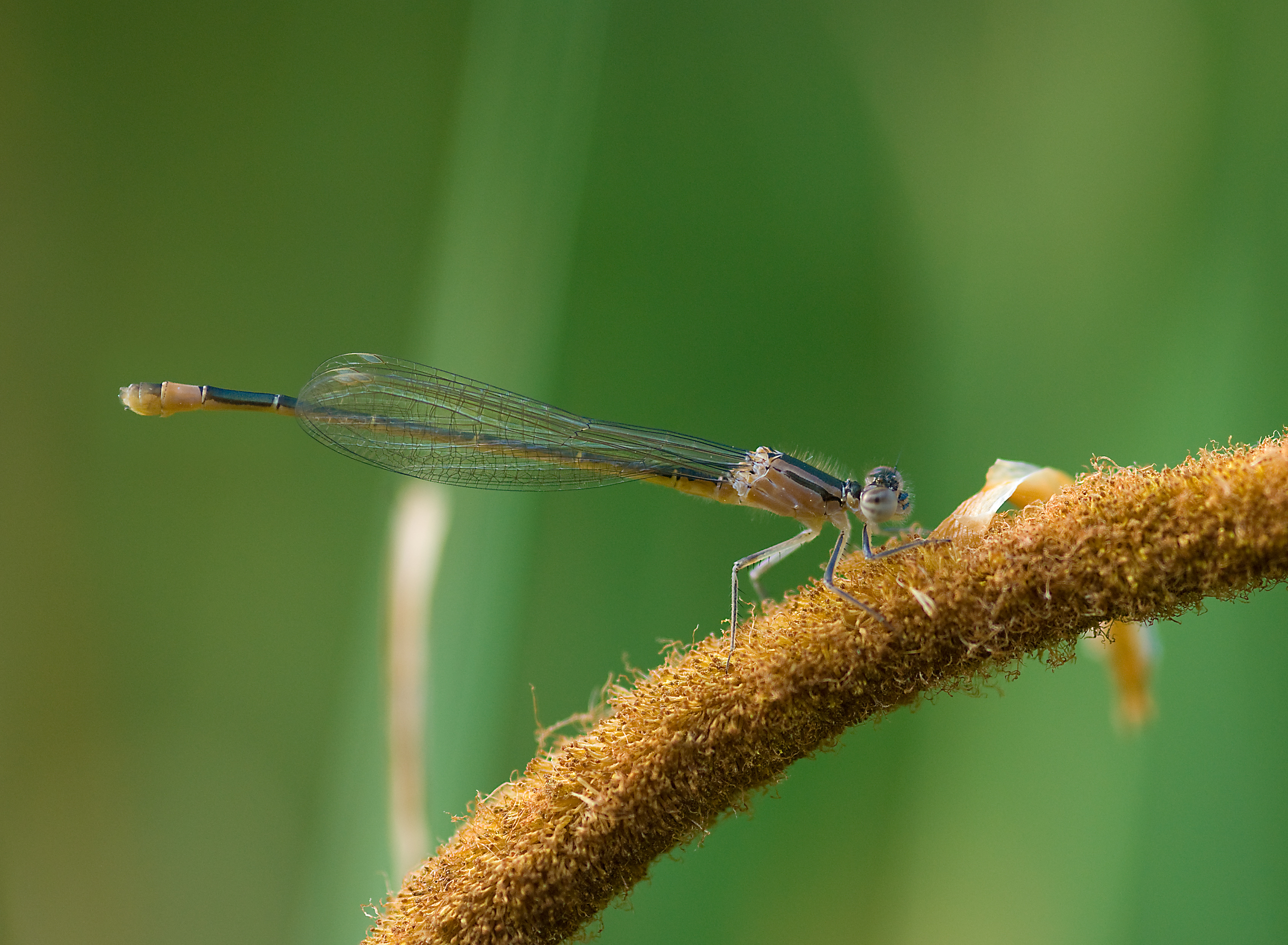 Ischnura elegans-pjt3
