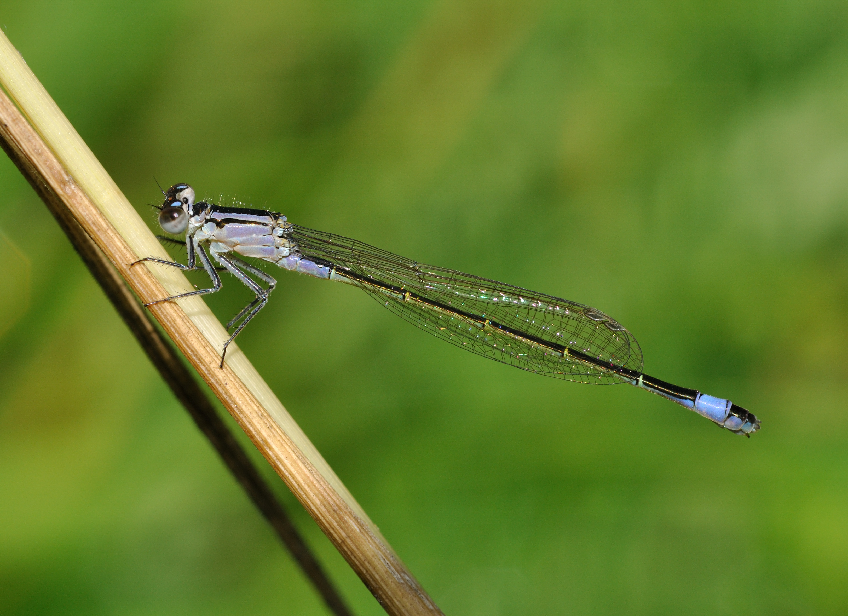 Ischnura elegans qtl13