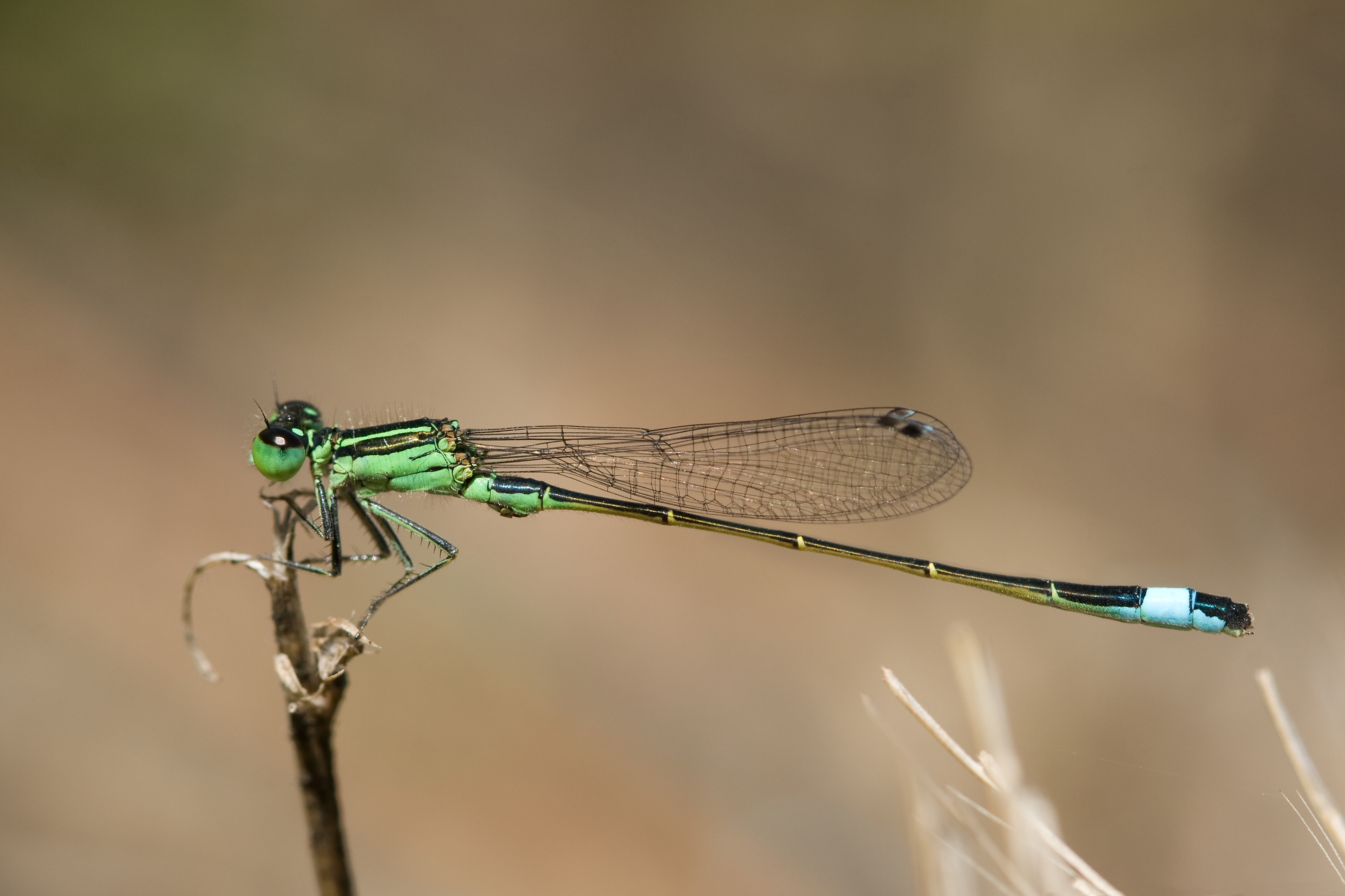 Ischnura genei 1(loz)