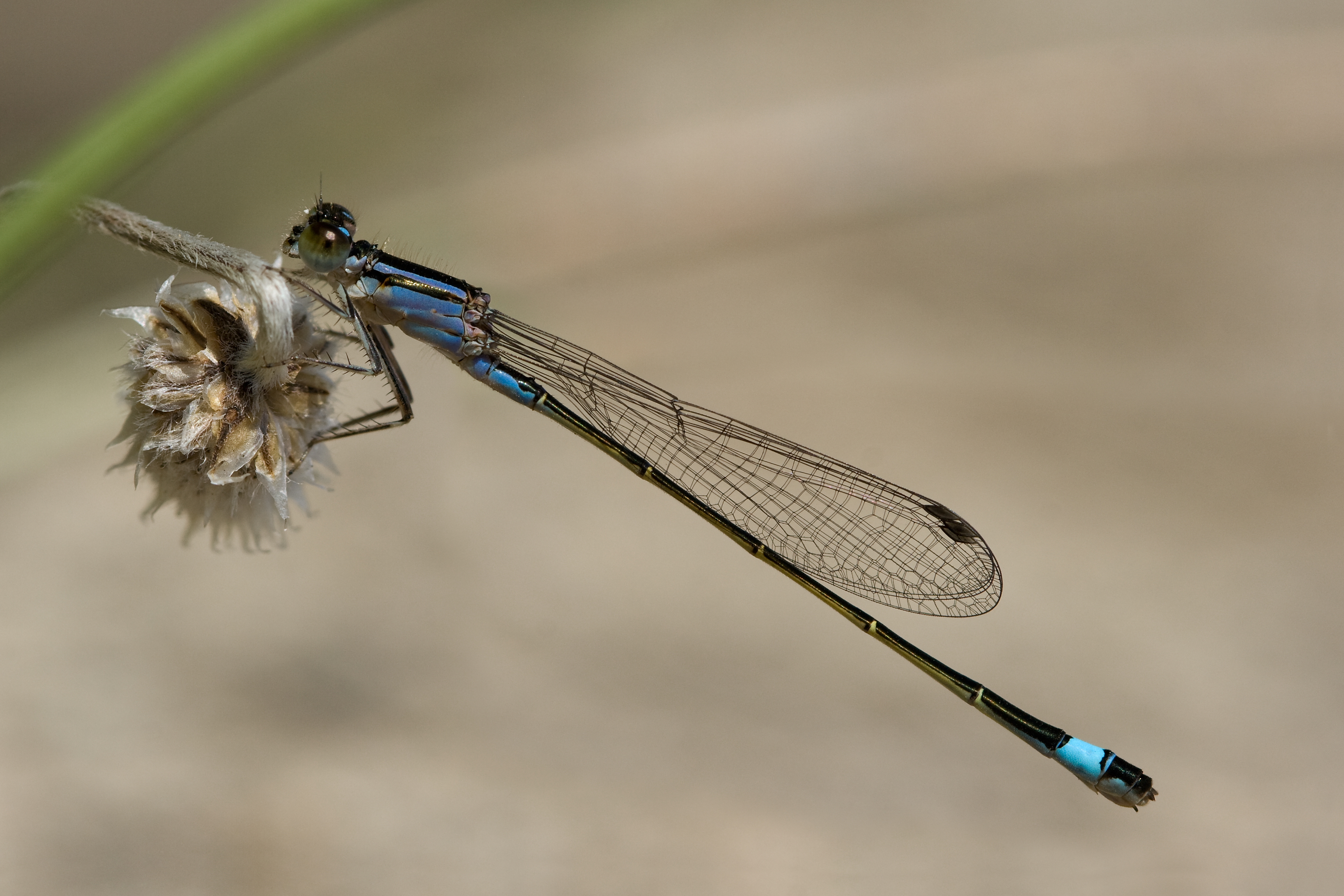 Ischnura genei 5(loz)