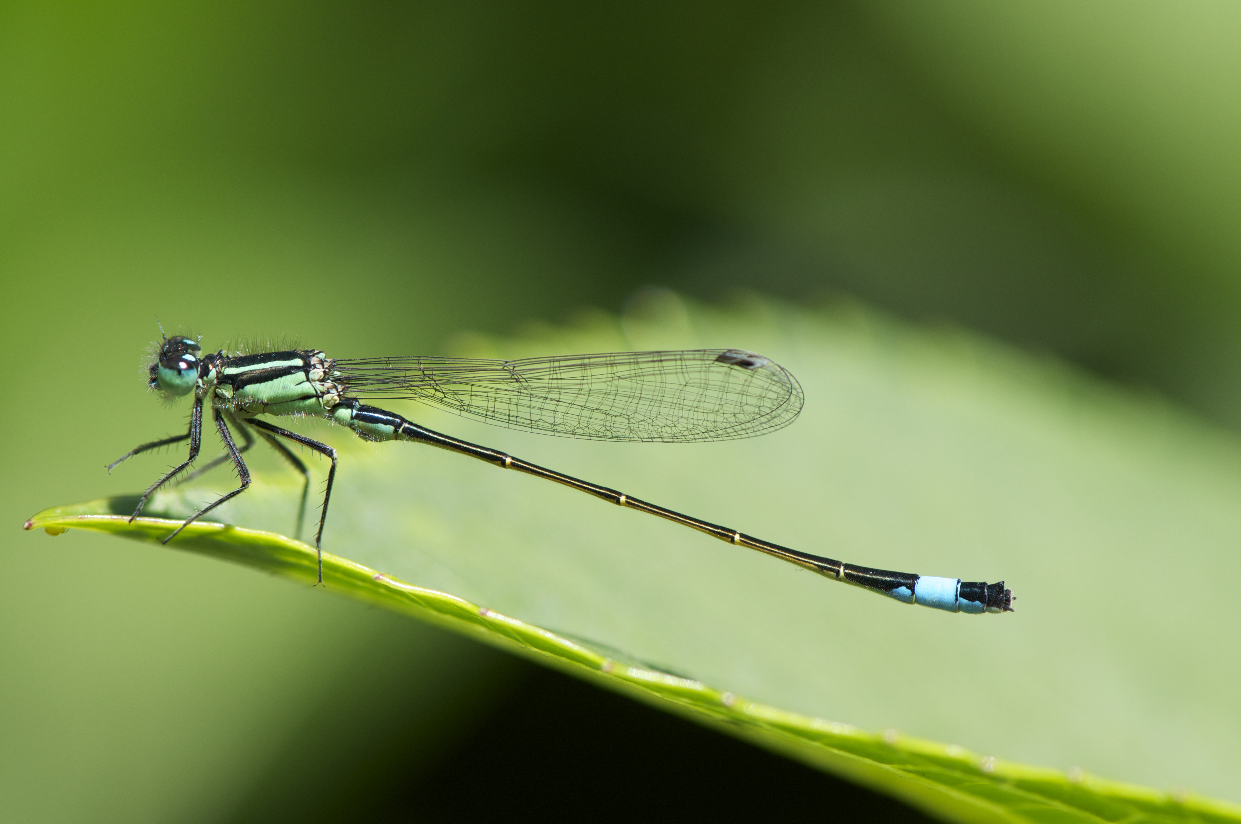 Ischnura heterosticta (9245138633)