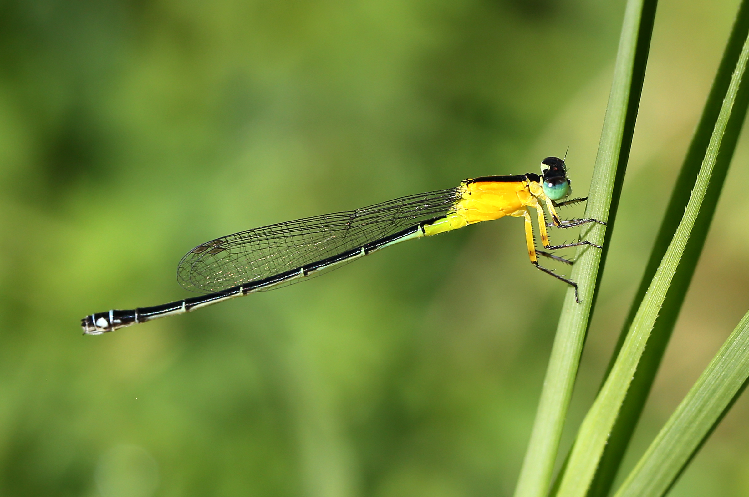 Ischnura pruinescens 4943