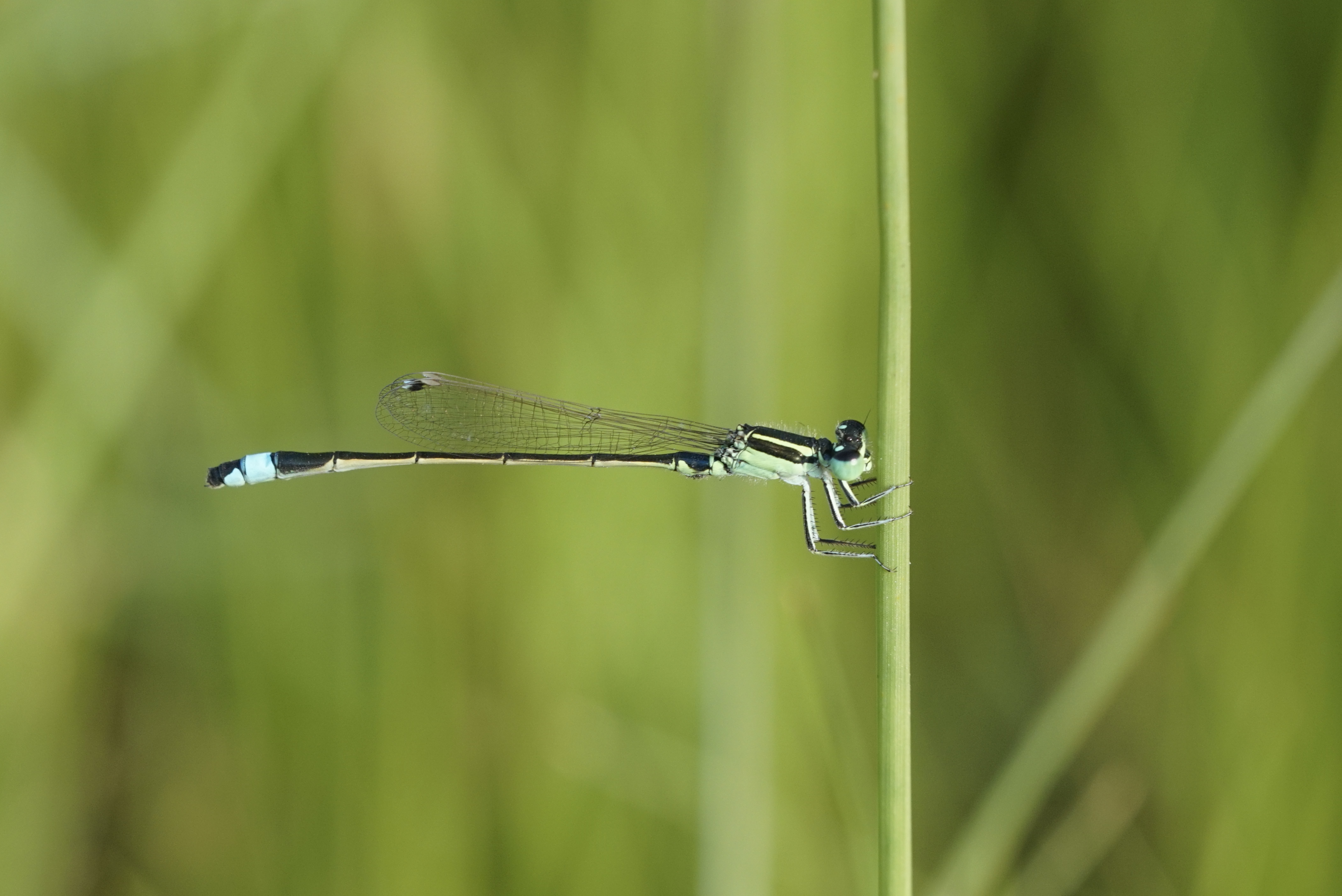 Ischnura senegalensis 4176