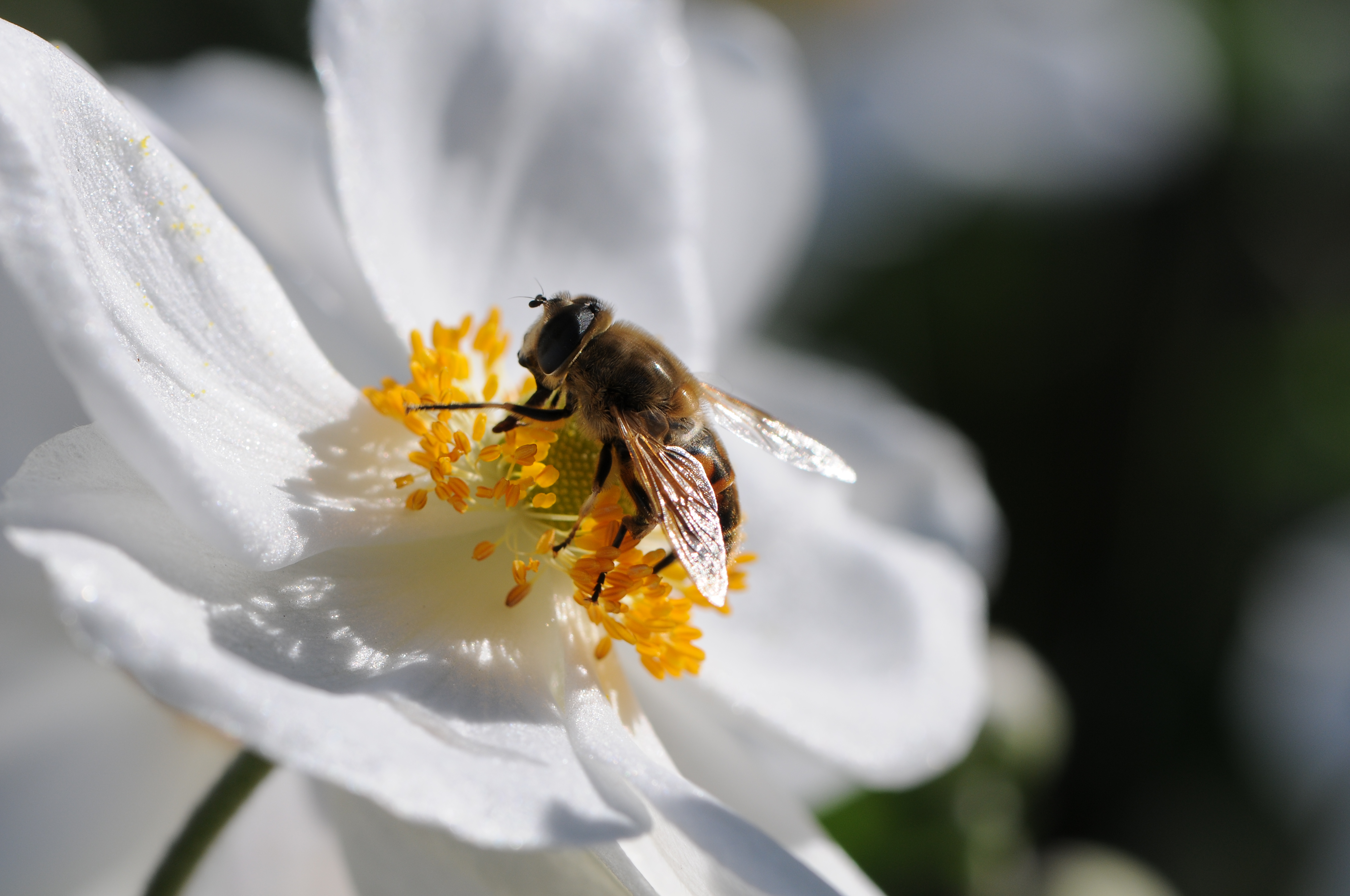 Japanische Herbst Anemone, Anemone hupehensis var japonica 6