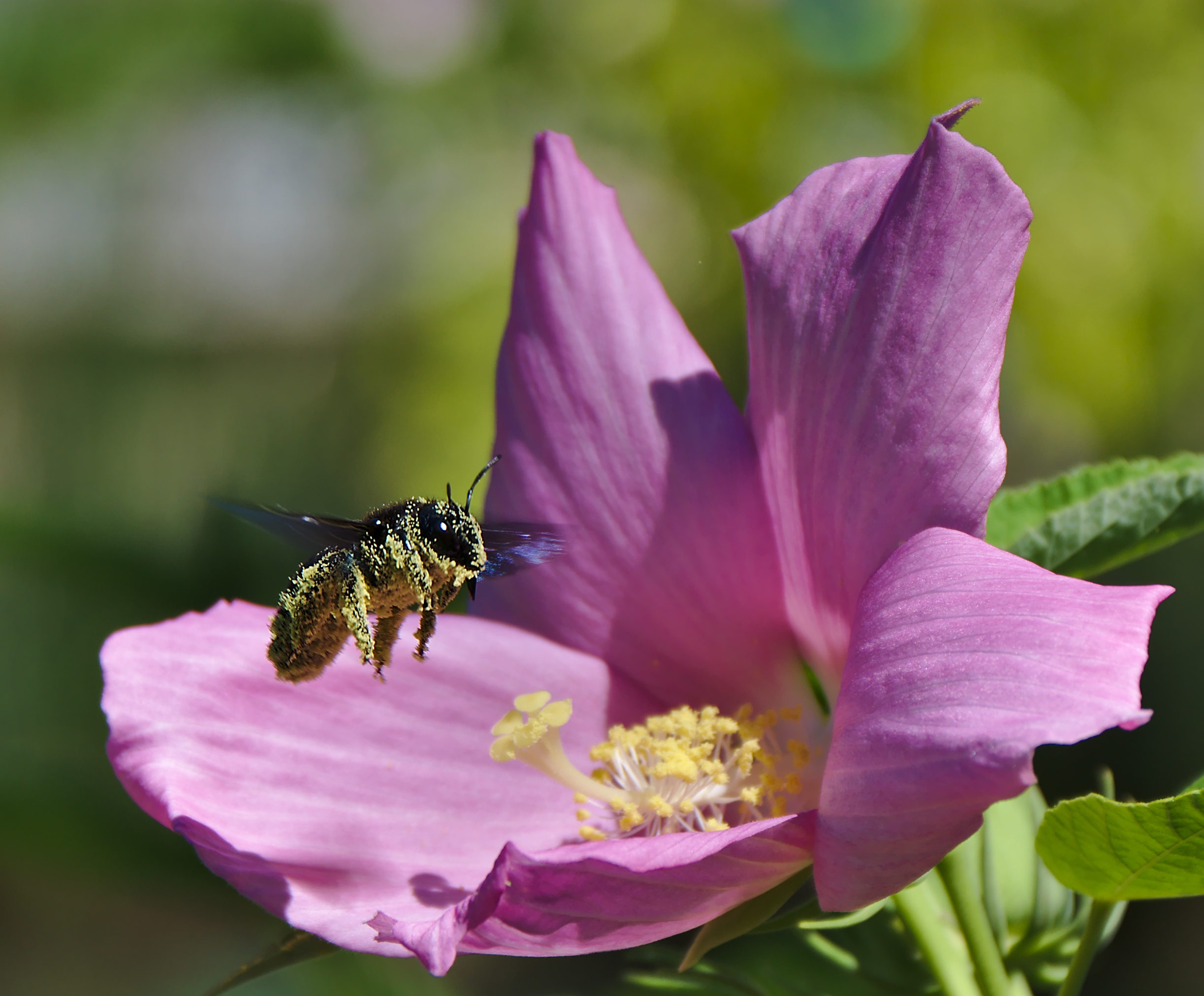 Jardin des Martels - Abeille - 2016-08-07 - 03