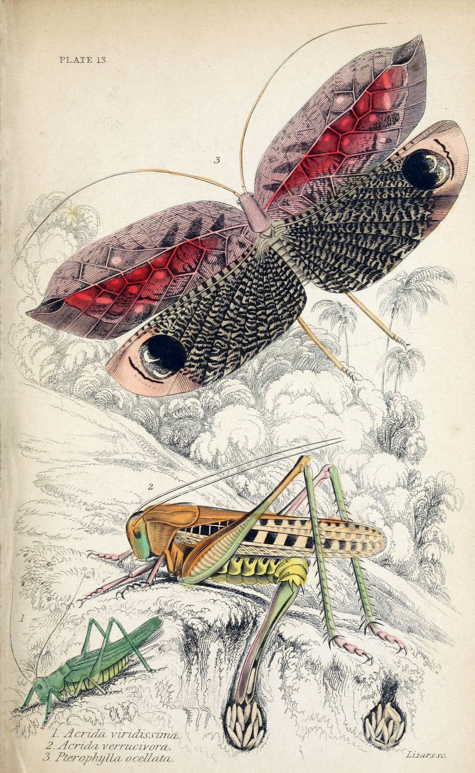 Jardine Naturalist's library Entomology Plate 13