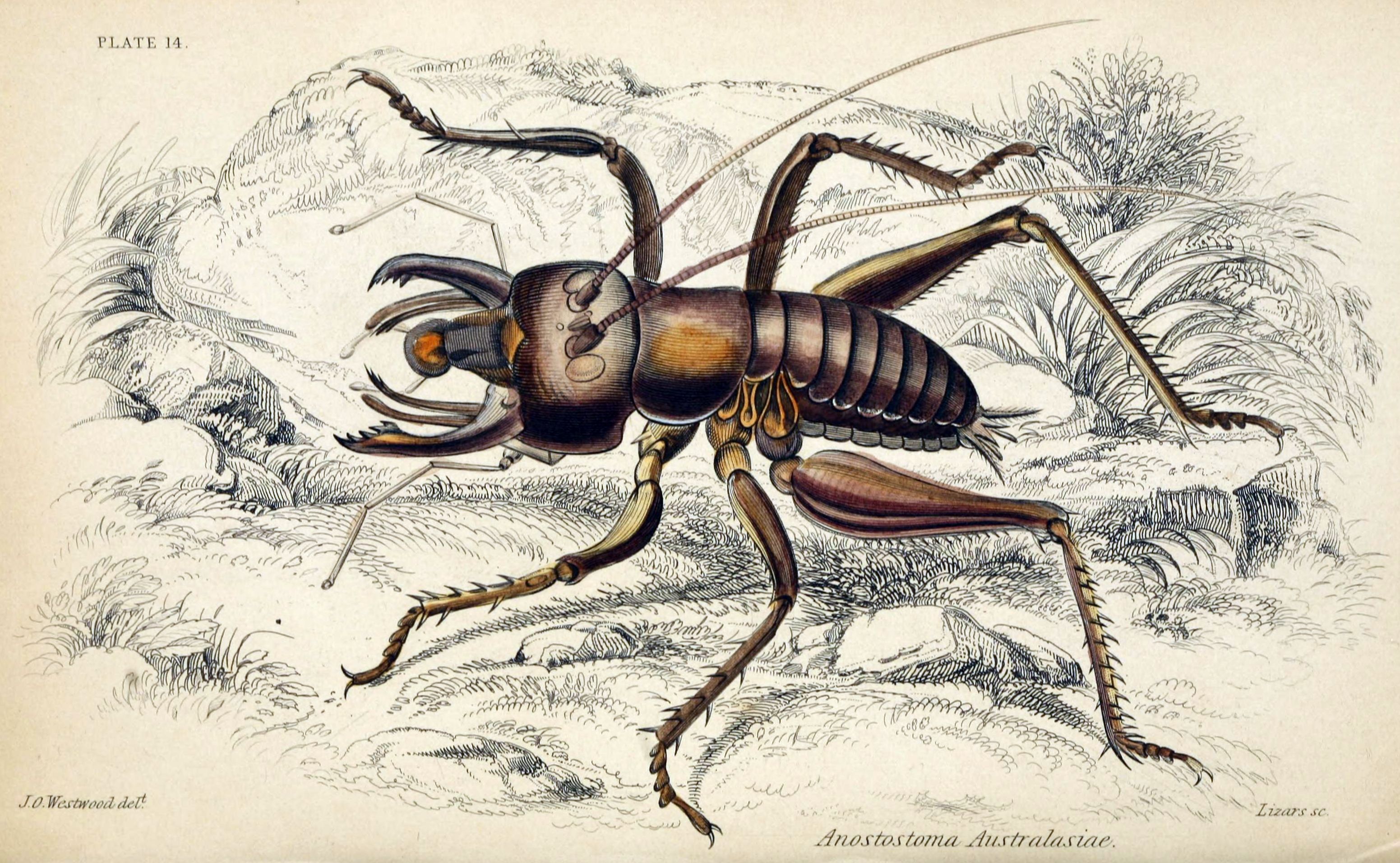 Jardine Naturalist's library Entomology Plate 14