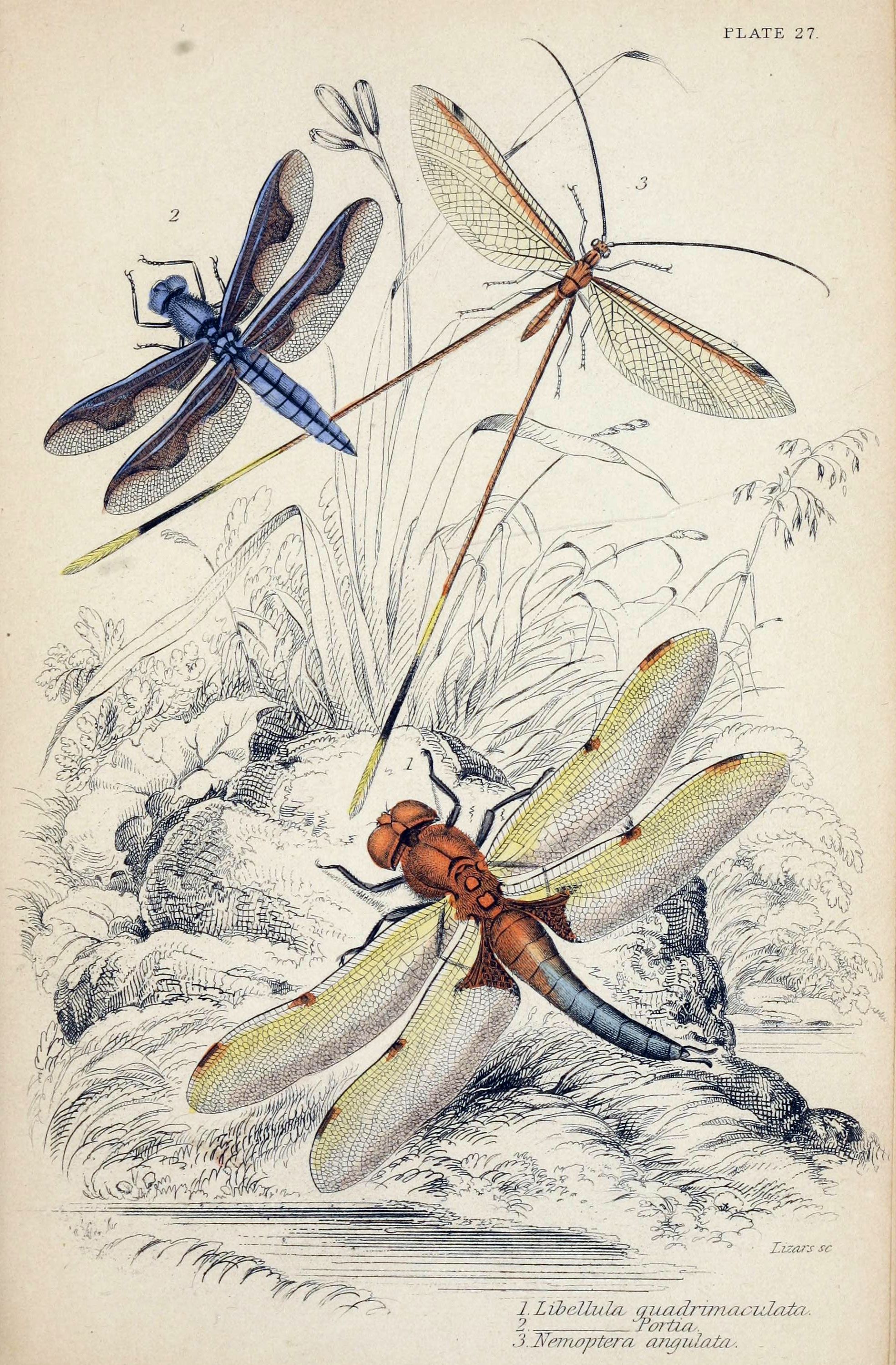 Jardine Naturalist's library Entomology Plate 27