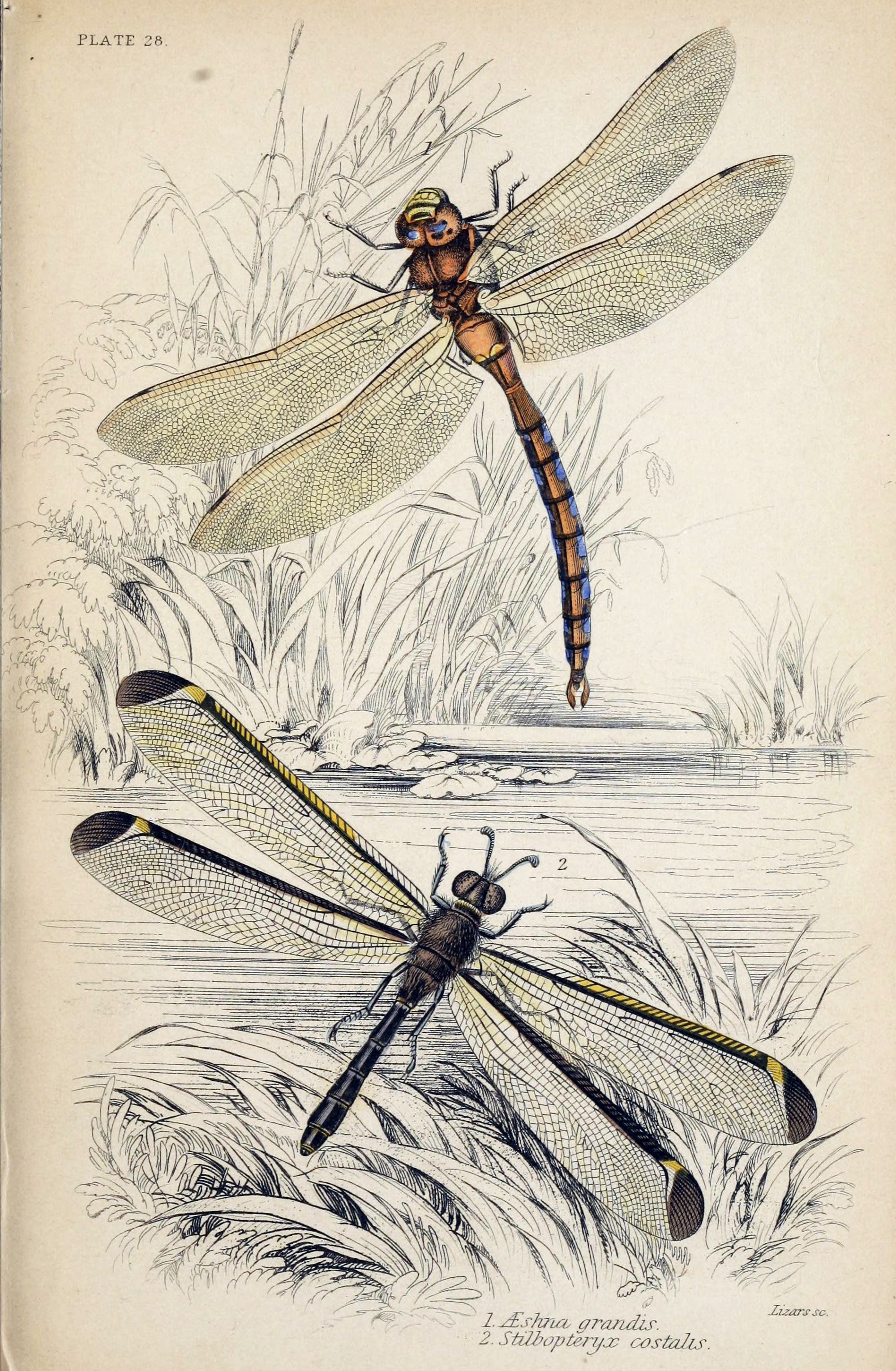 Jardine Naturalist's library Entomology Plate 28