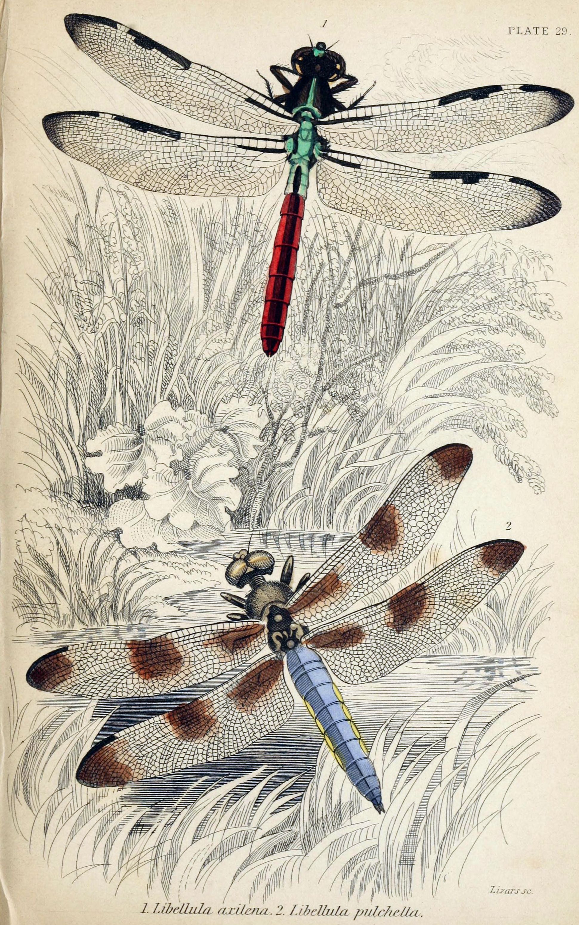 Jardine Naturalist's library Entomology Plate 29