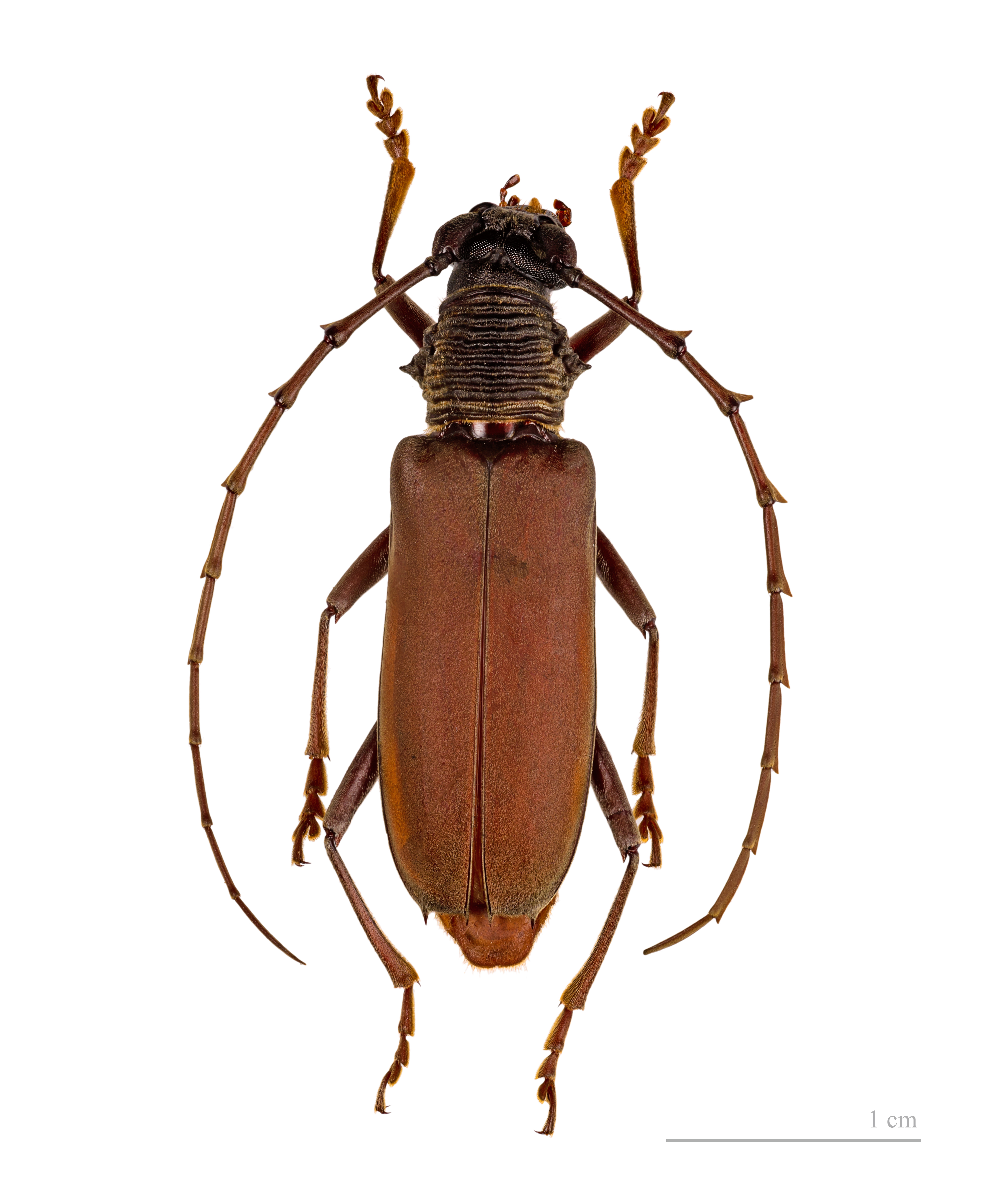 Jupoata rufipennis MHNT femelle 4