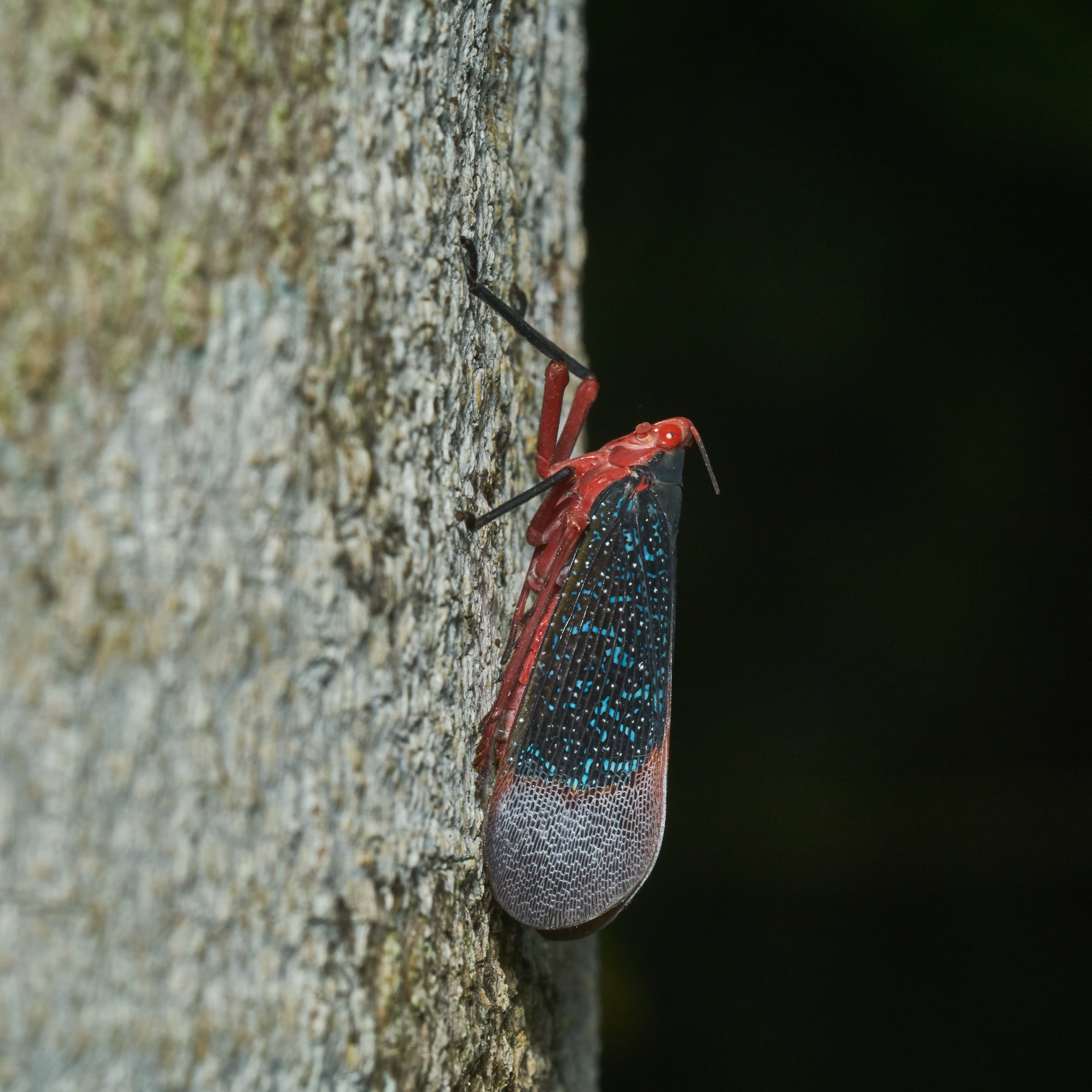 Kalidasa lanata-Kadavoor-2017-05-23-001