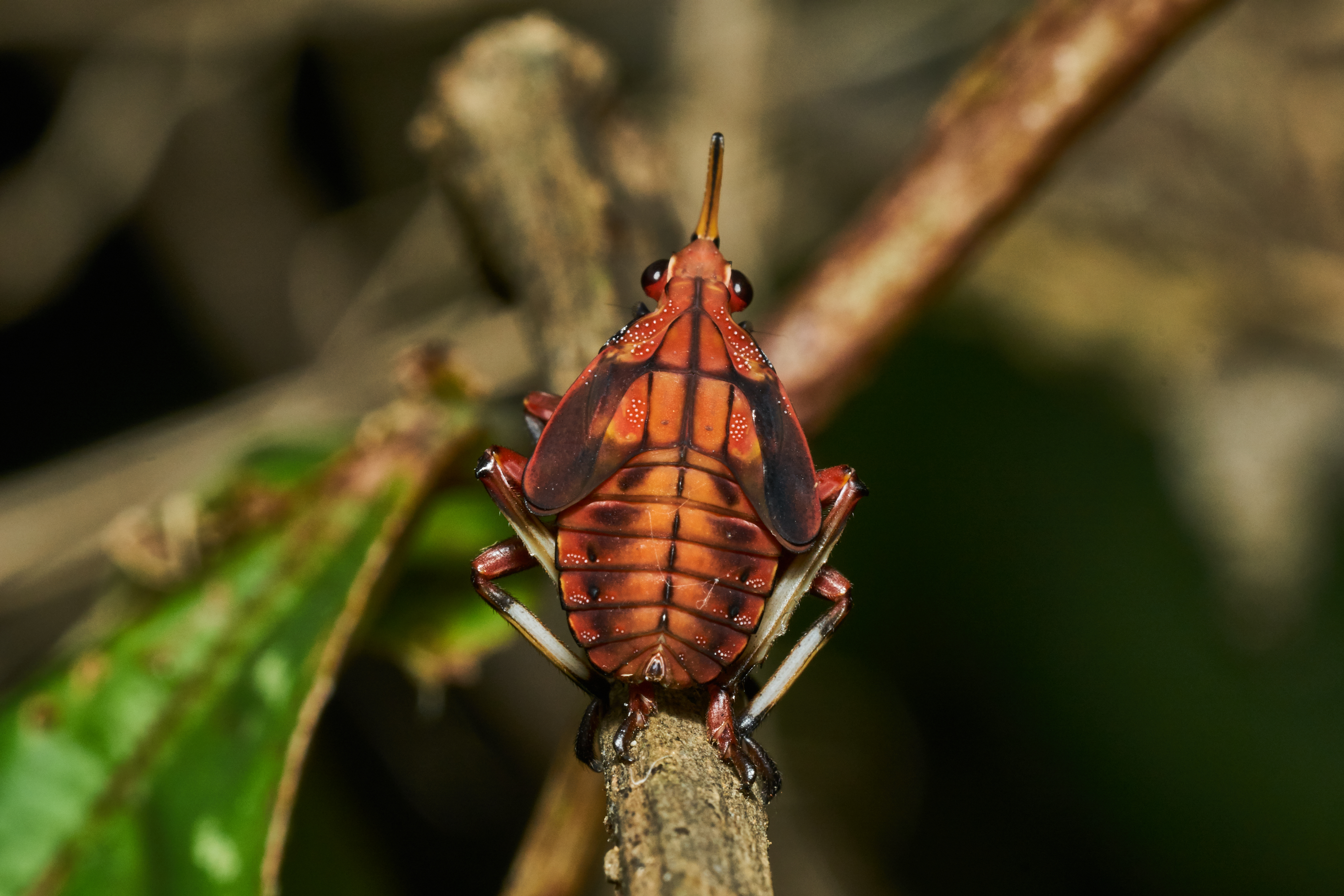 Kalidasa lanata-Kadavoor-2017-05-31-003