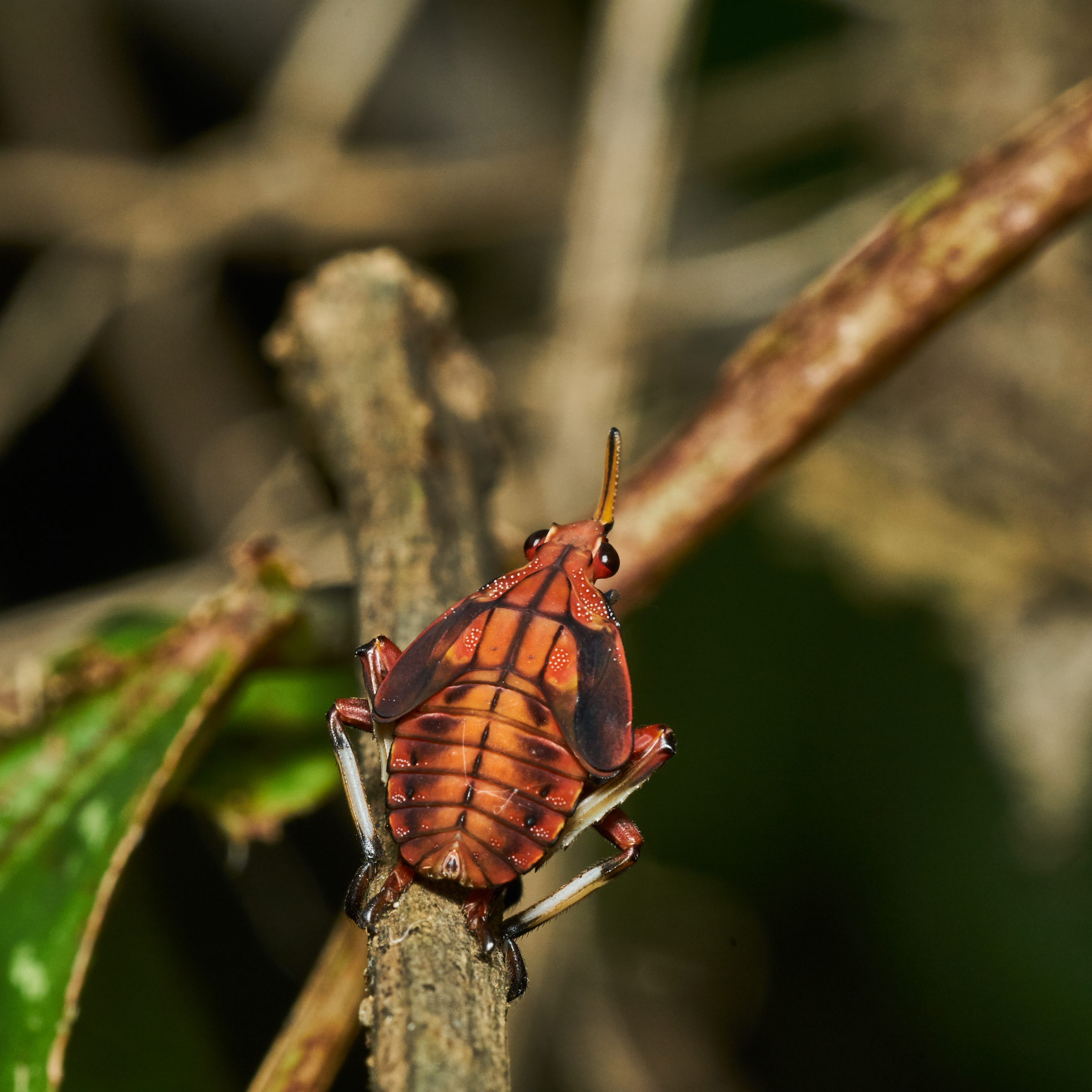 Kalidasa lanata-Kadavoor-2017-05-31-004