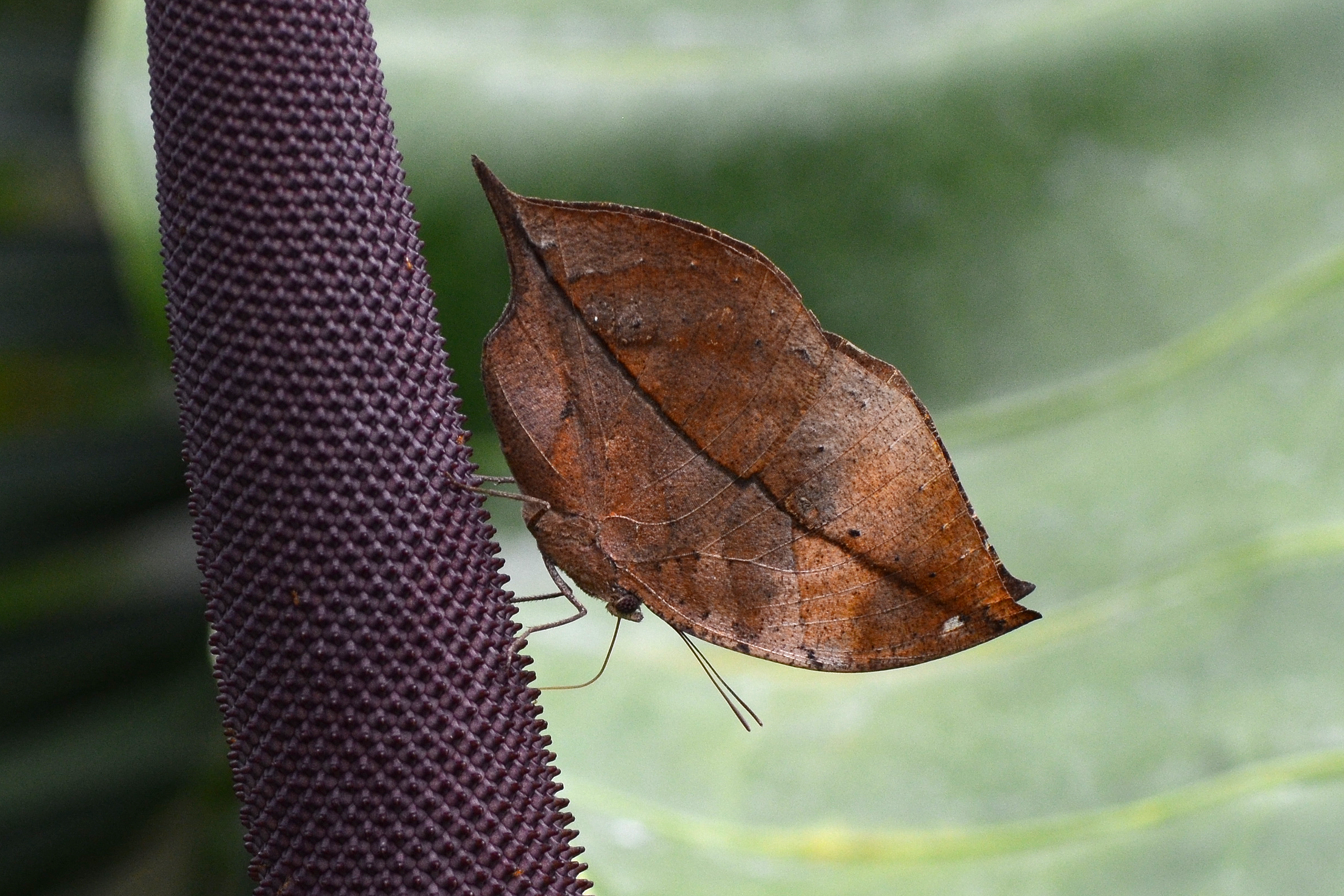 Kallima inachus (9869203203)