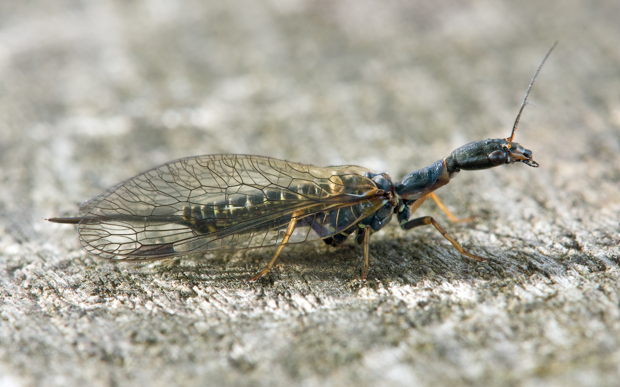 Kamelhalsfliege Phaeostigma major