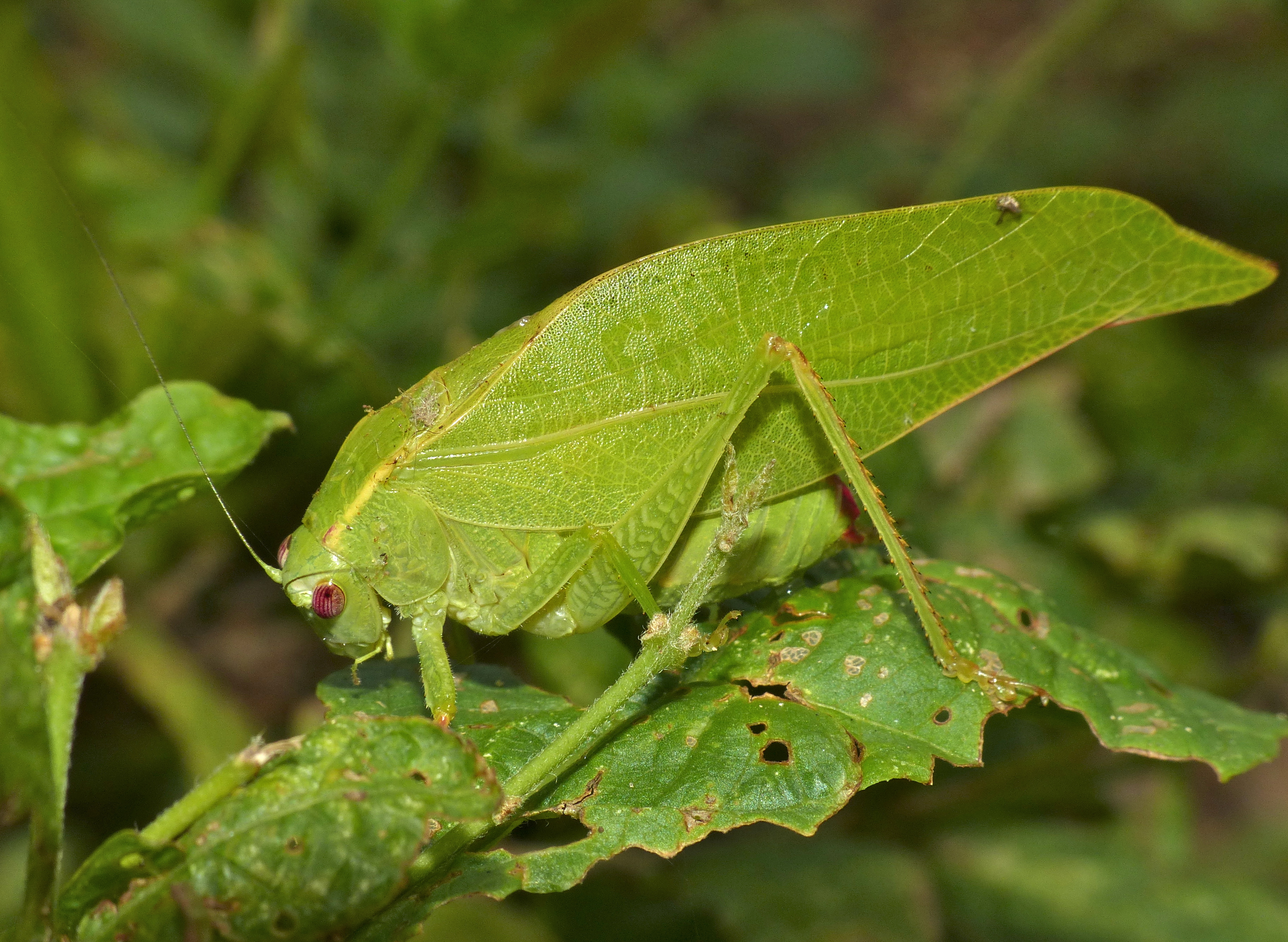 Katydid (Catoptropteryx aurita) (13818855493)