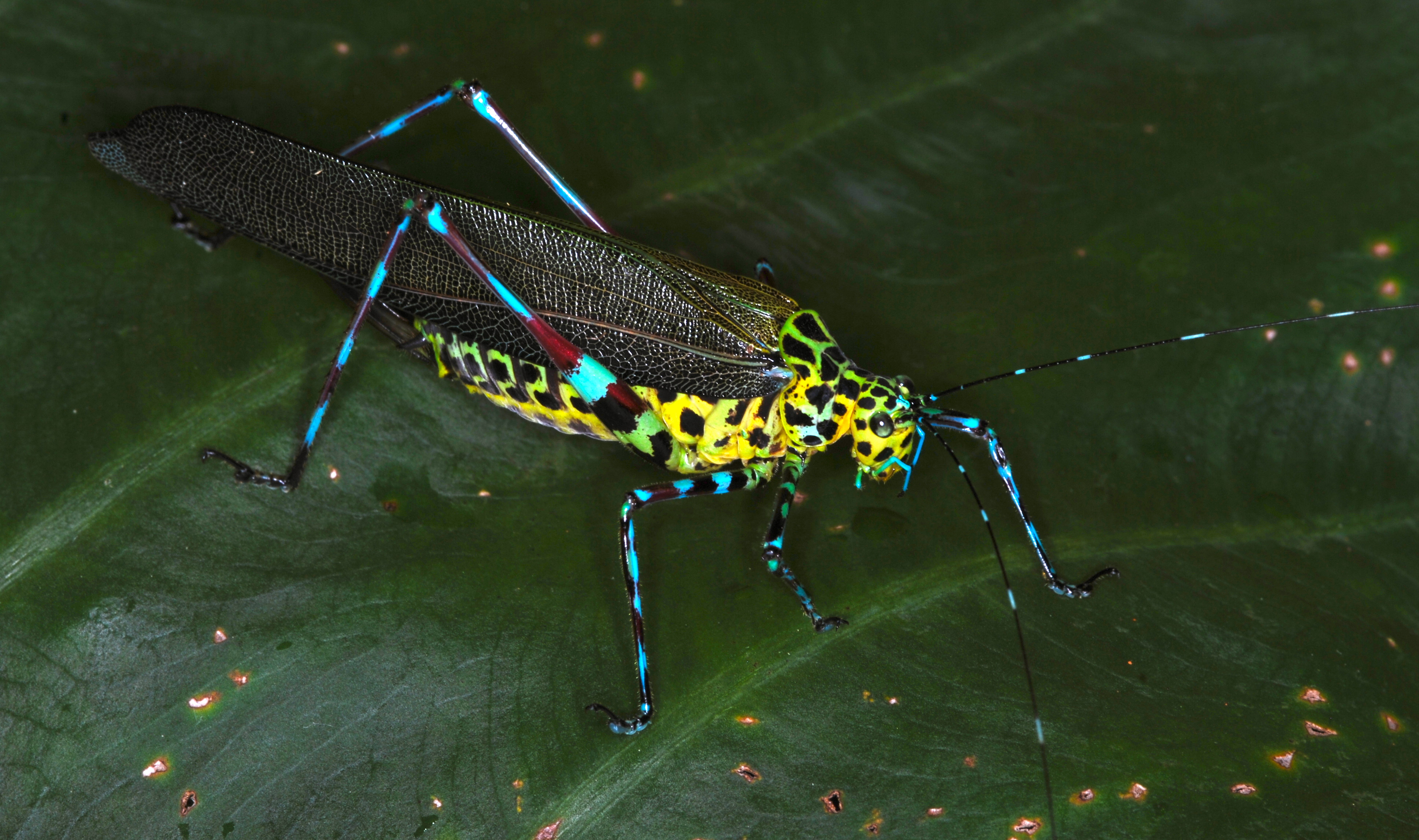 Katydid (Poecilopsyra octoseriata) (8756610387)