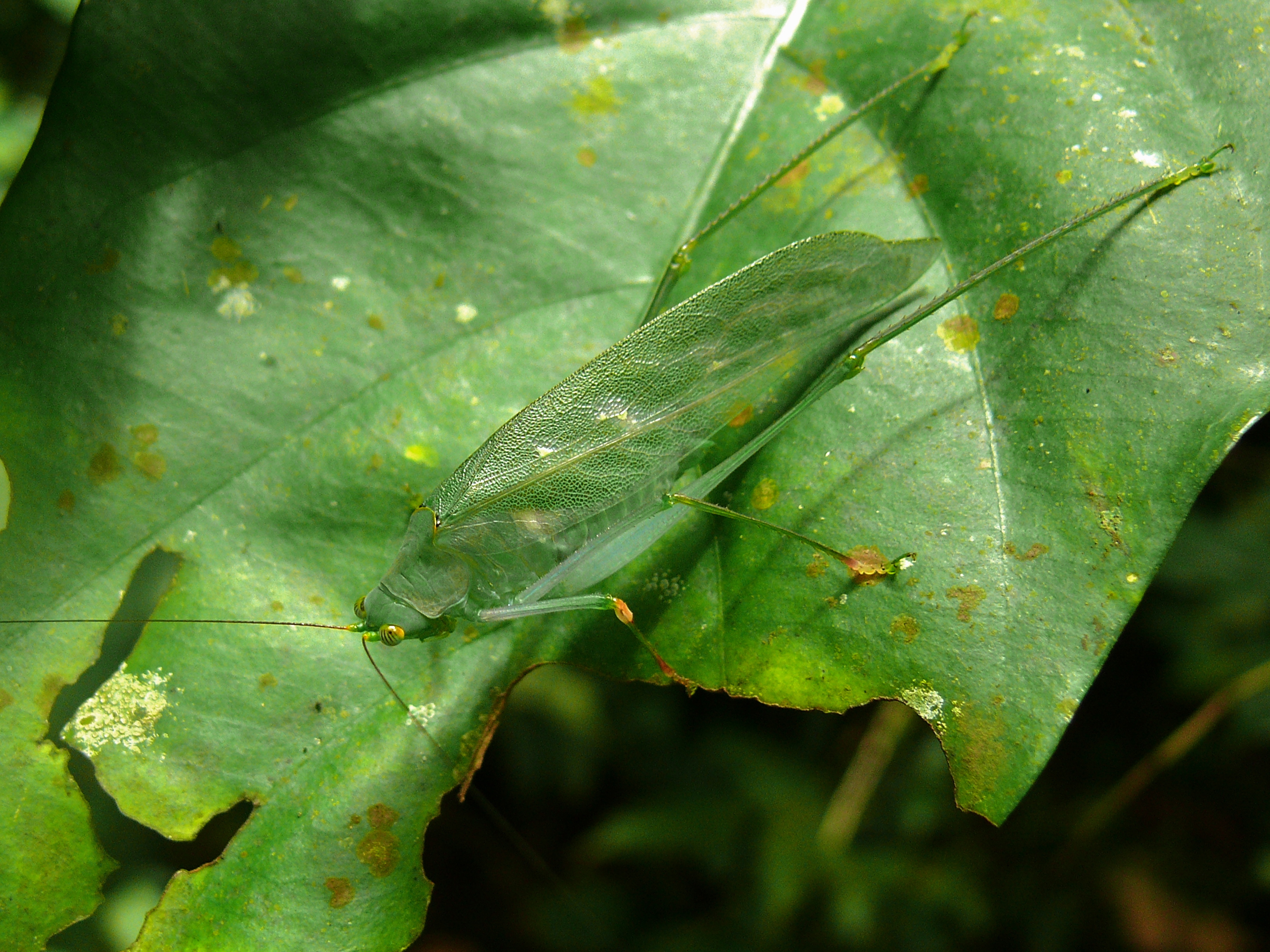 Katydid (Tettigoniidae) (17674348223)