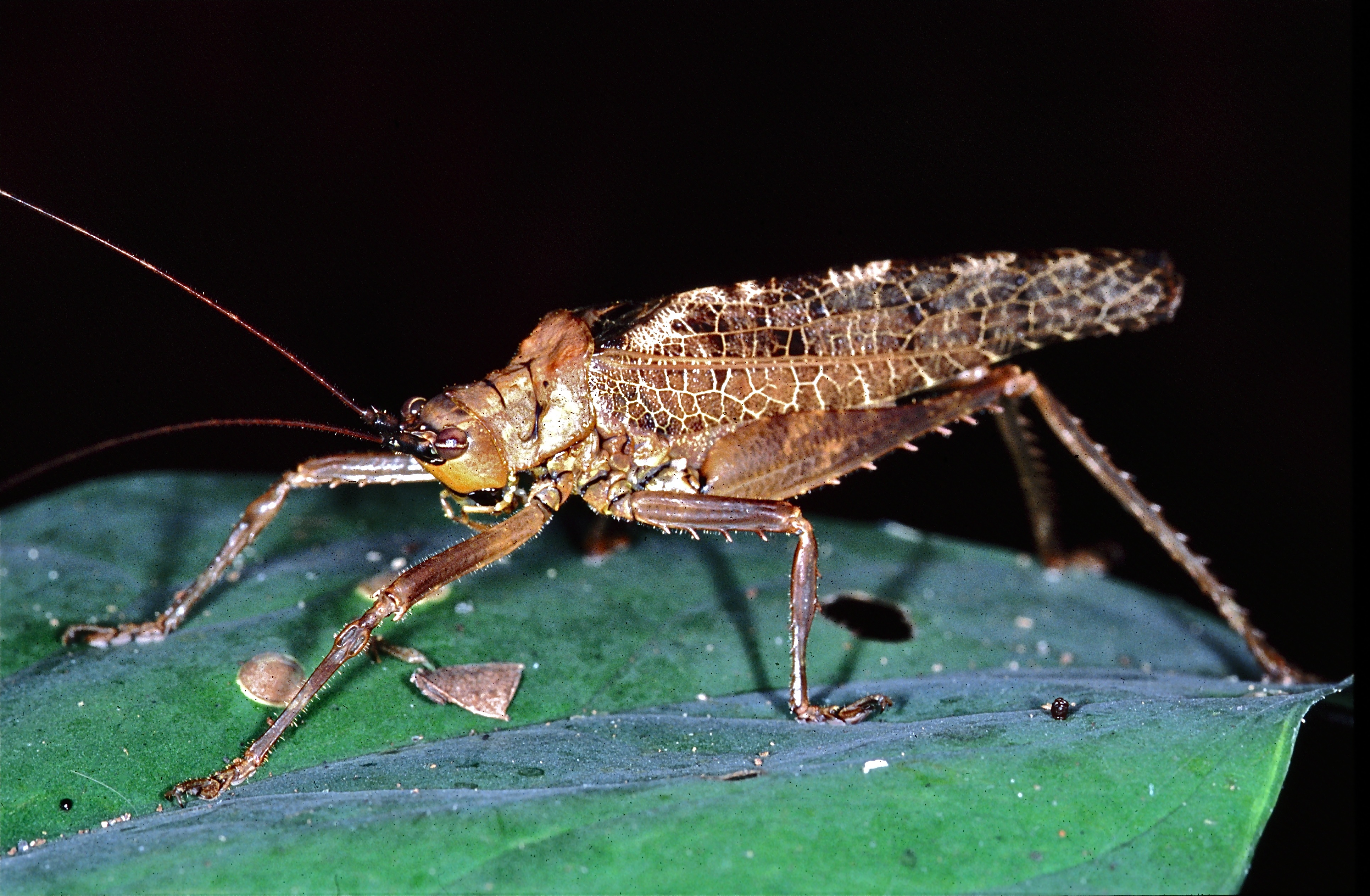 Katydid (Tettigoniidae) (7651259922)
