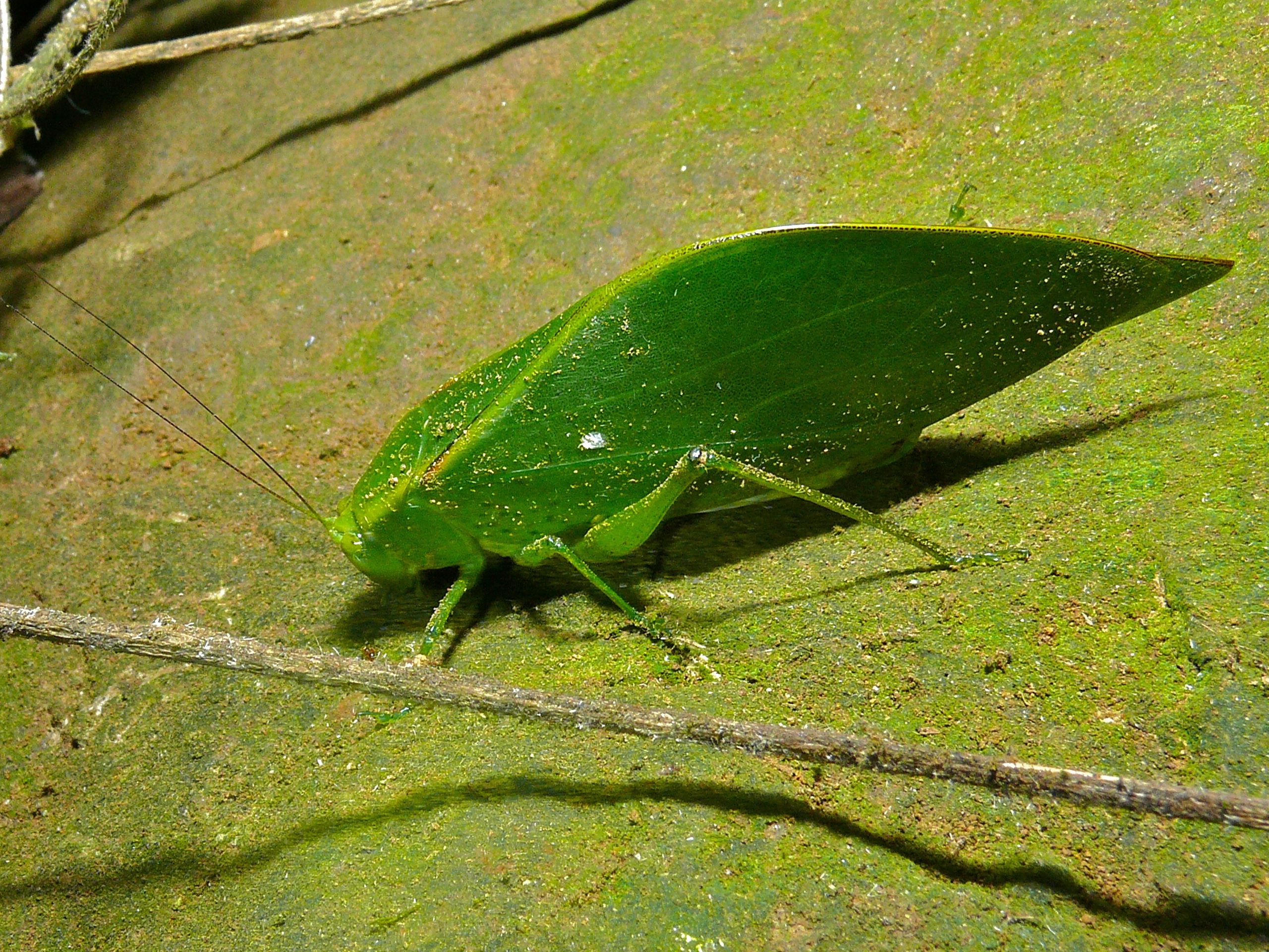 Katydid (Tettigoniidae) (8406317128)