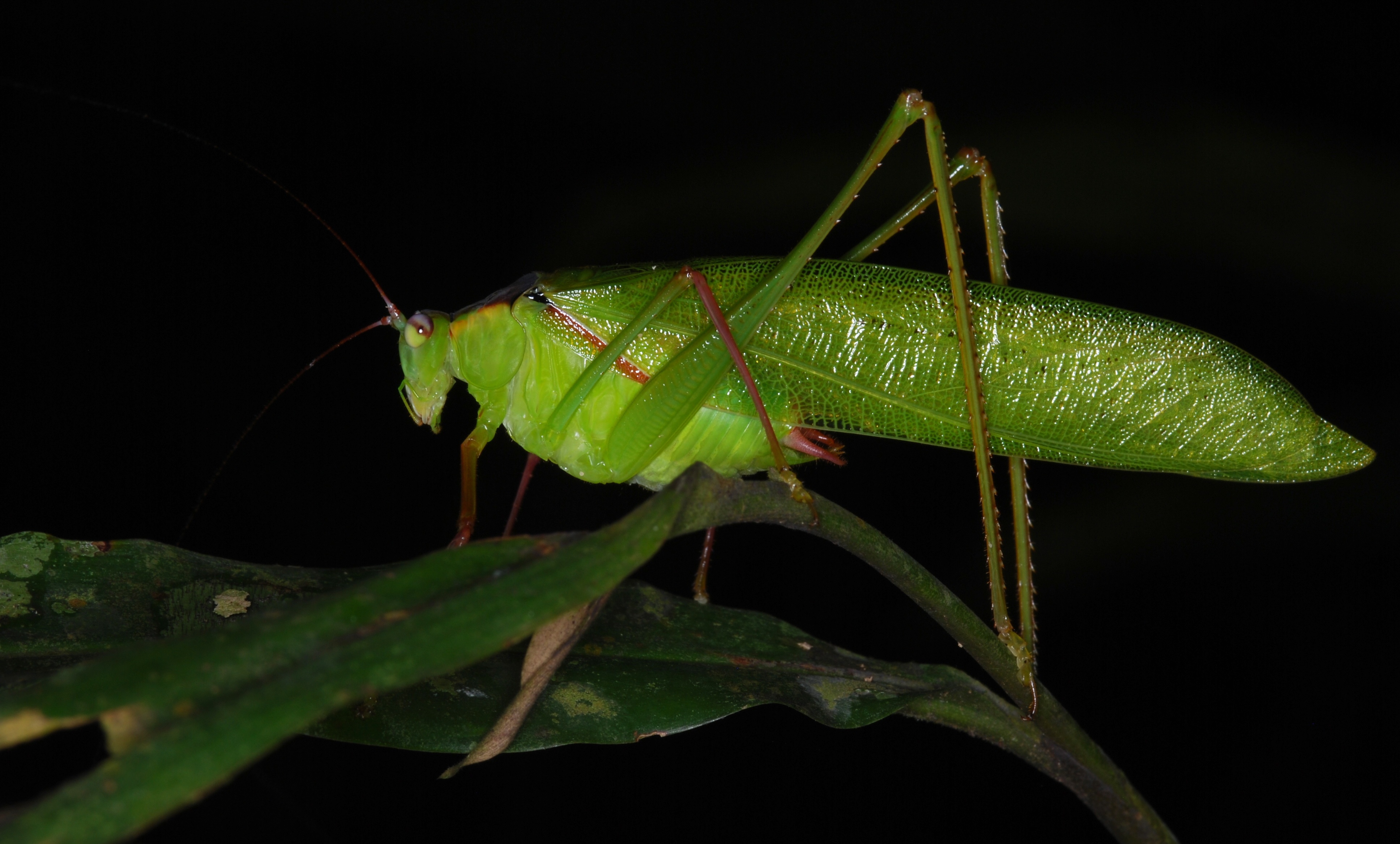 Katydid (Tettigoniidae) (8727038698)