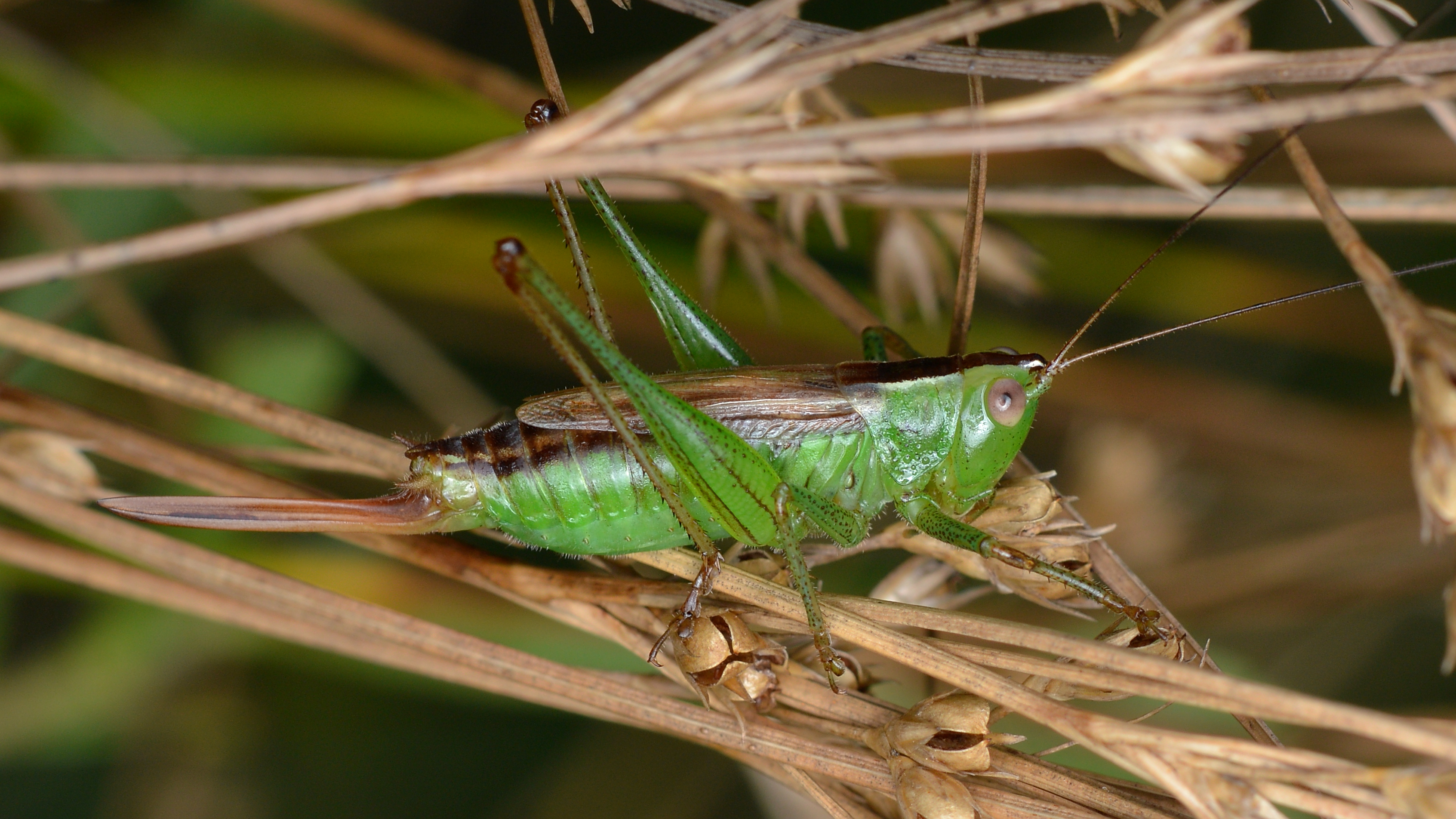 Katydid (Tettigoniidae), Female - Gatineau Park, Quebec 04