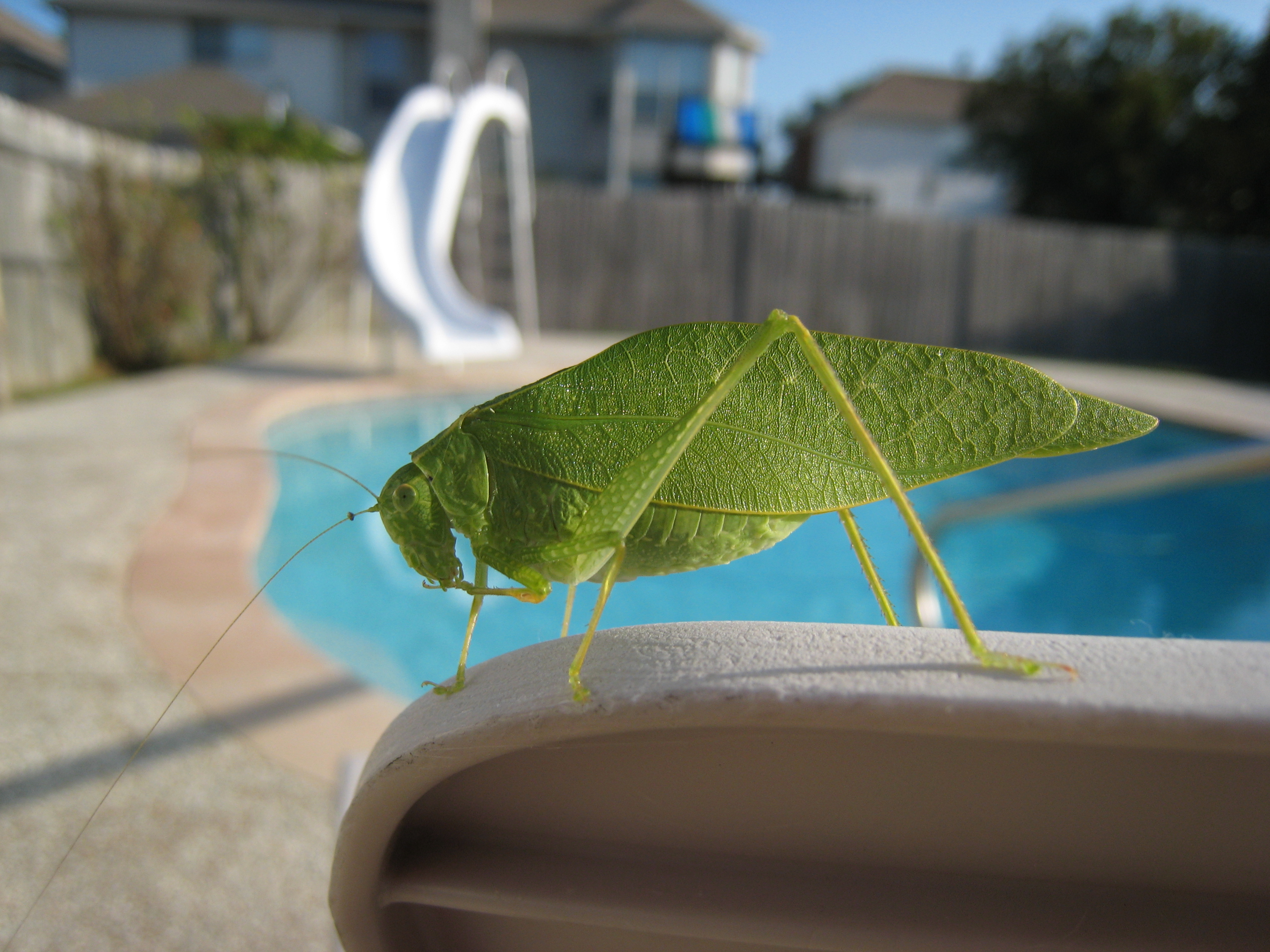 Katydid tx