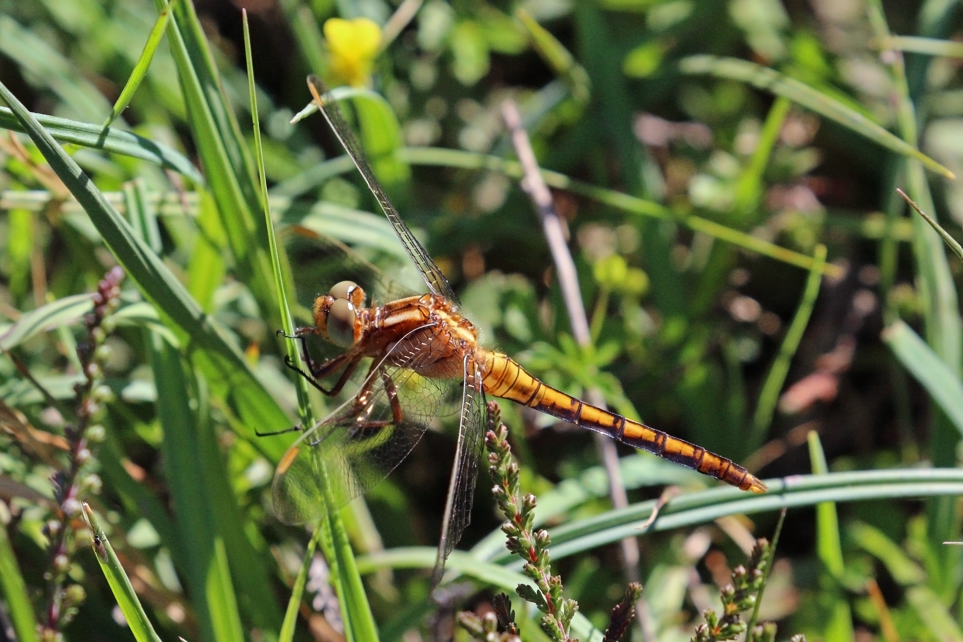 Keeled skimmer (Orthetrum coerulescens) female