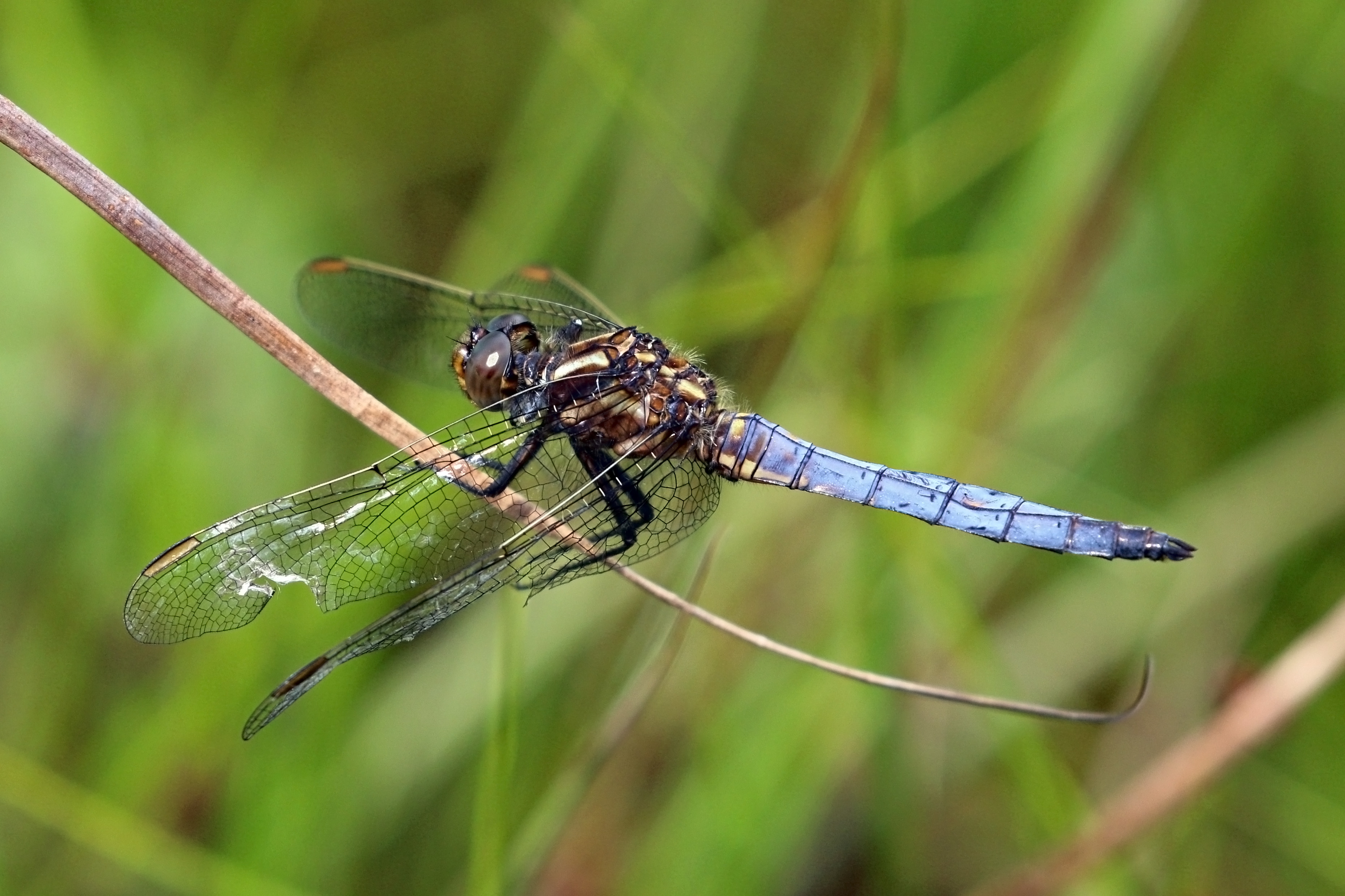 Keeled skimmer (Orthetrum coerulescens) male 2