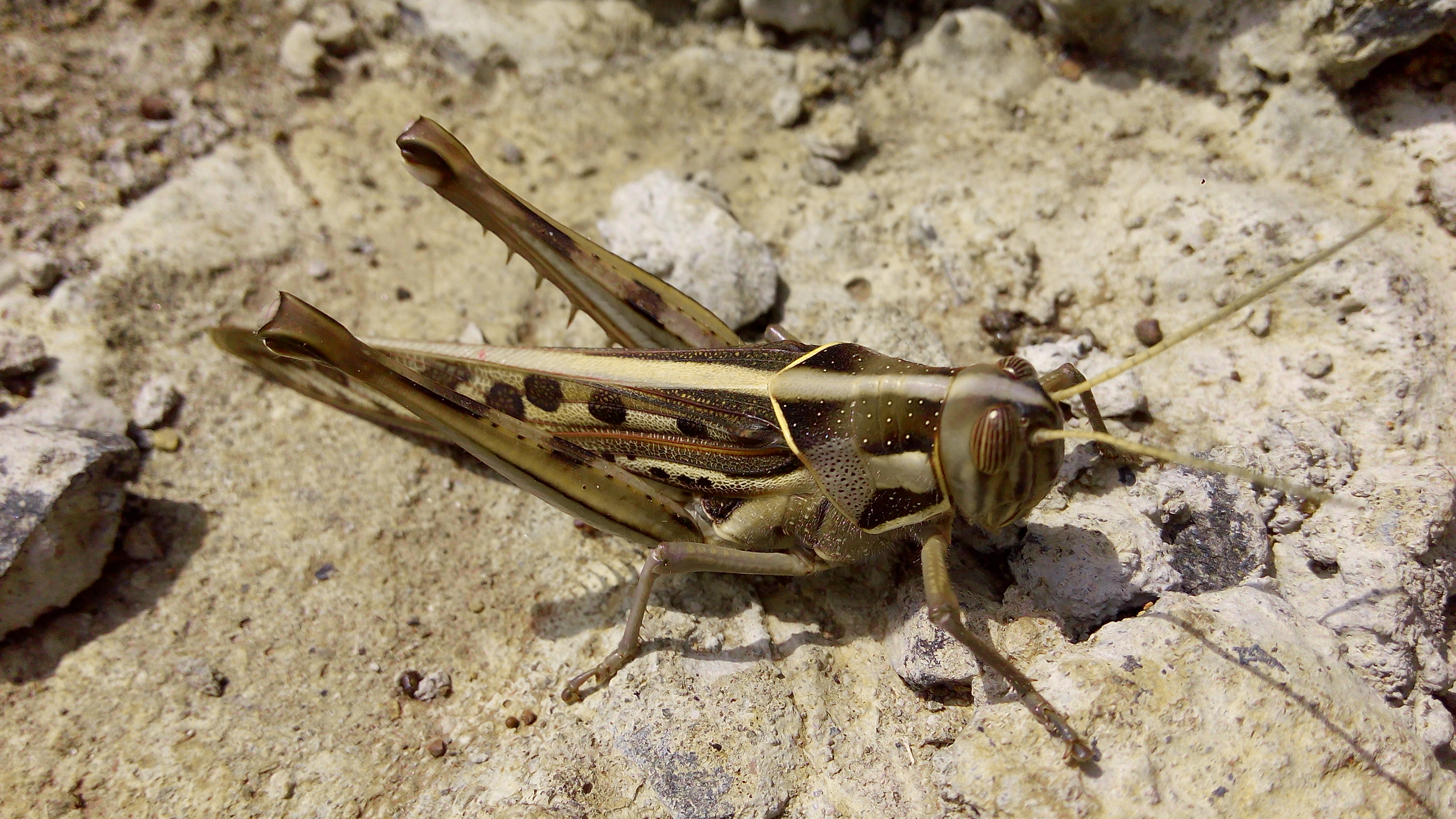 Kenyan locust
