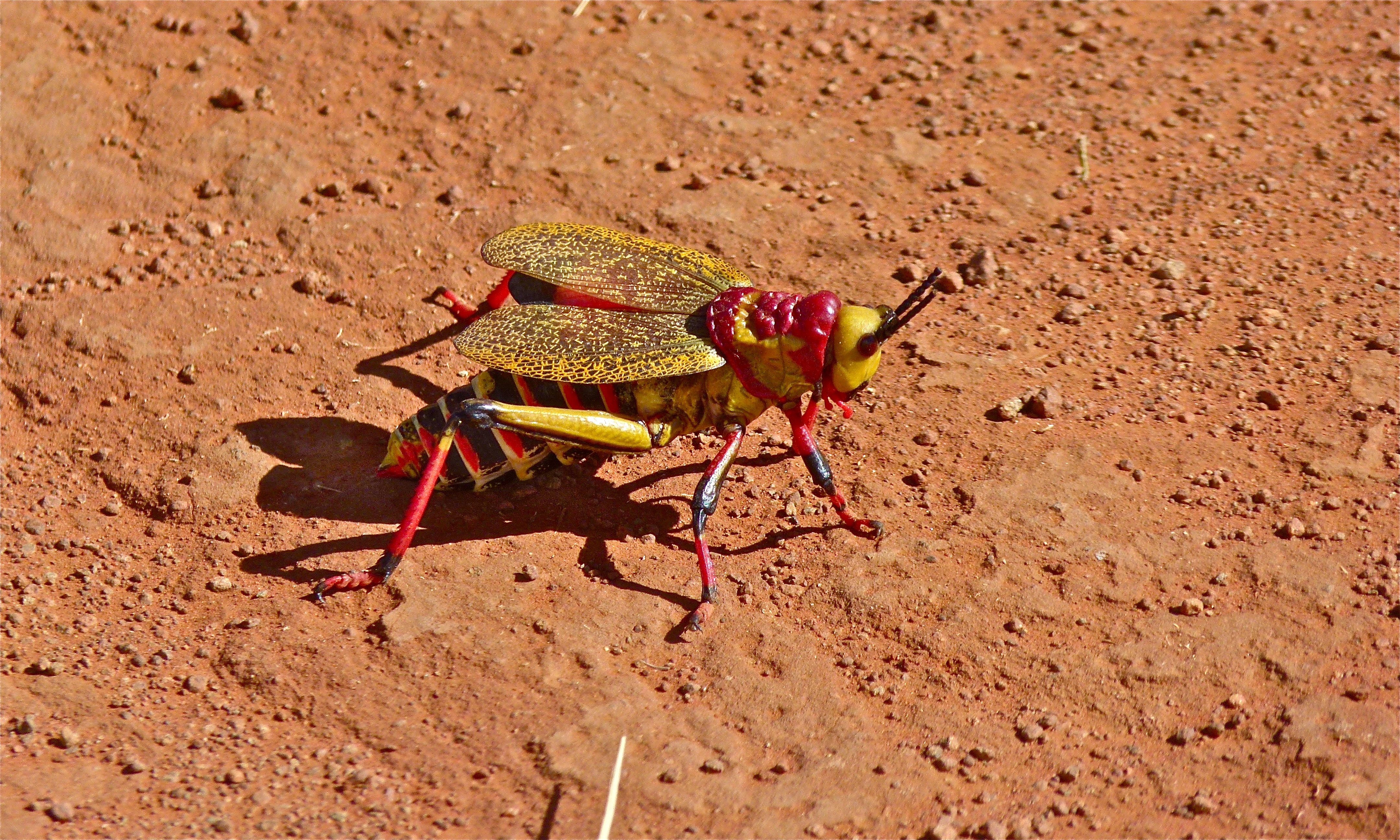 Koppie Foam Grasshopper (Dyctiophorus spumans) (6600807151)