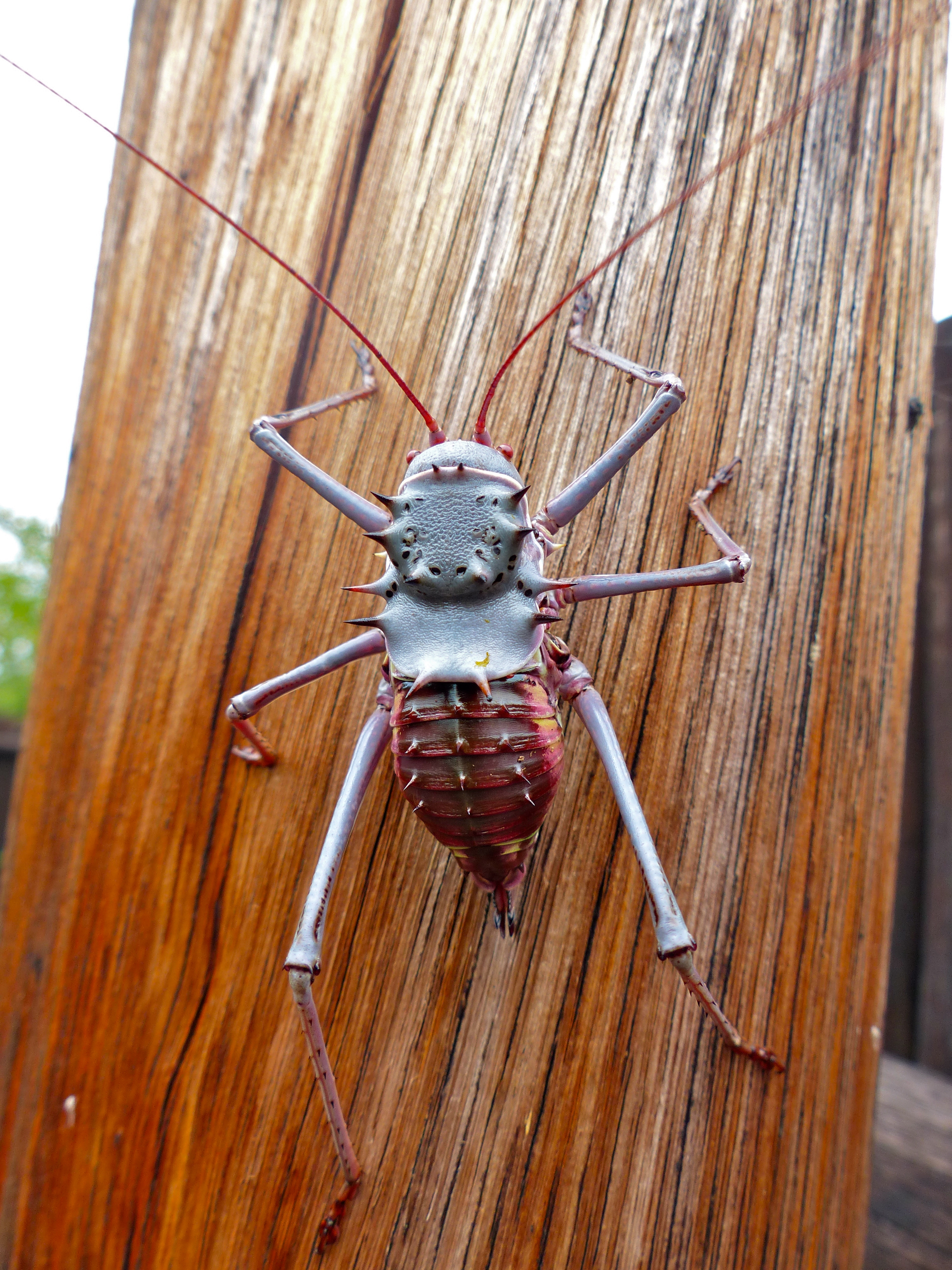 Koringkriek (Acanthoplus discoidalis) (13739352253)