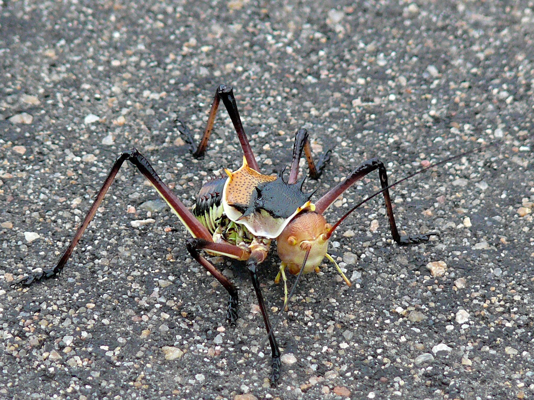 Koringkriek (Acanthoplus discoidalis) (6046810436)