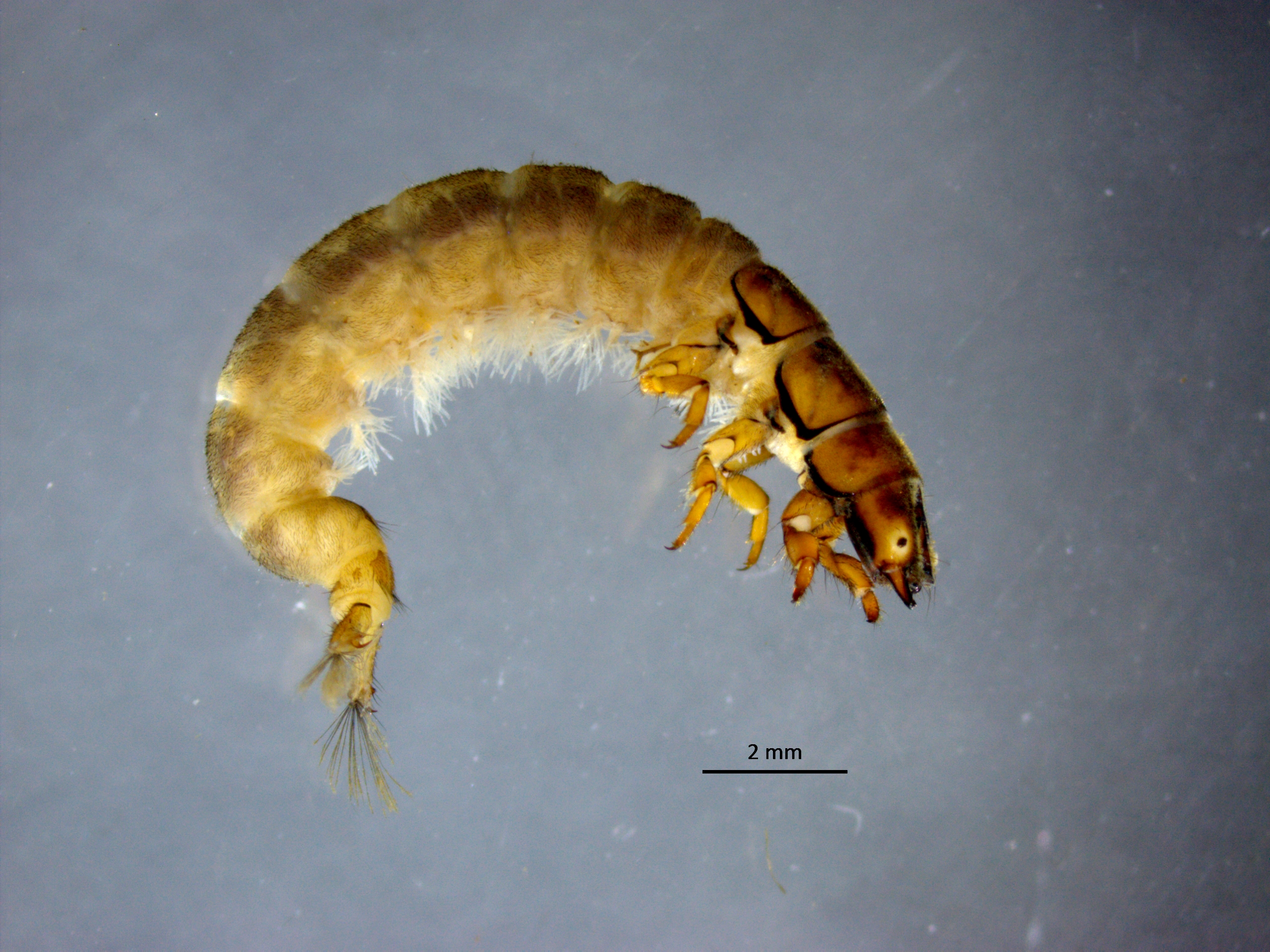 L1 Bresnička reka 2 Hydropsyche