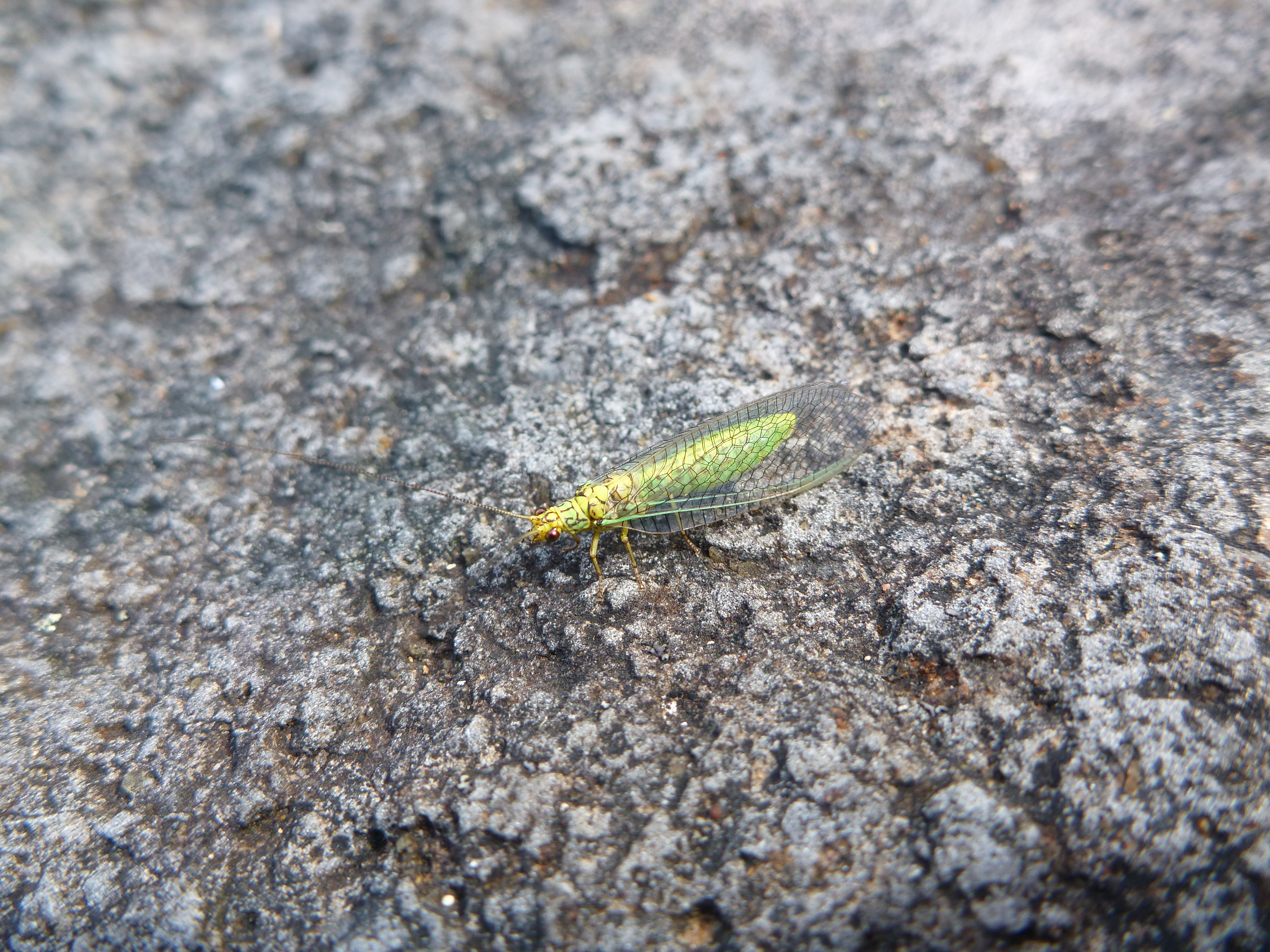 Lacewing at Barrington Top National Park