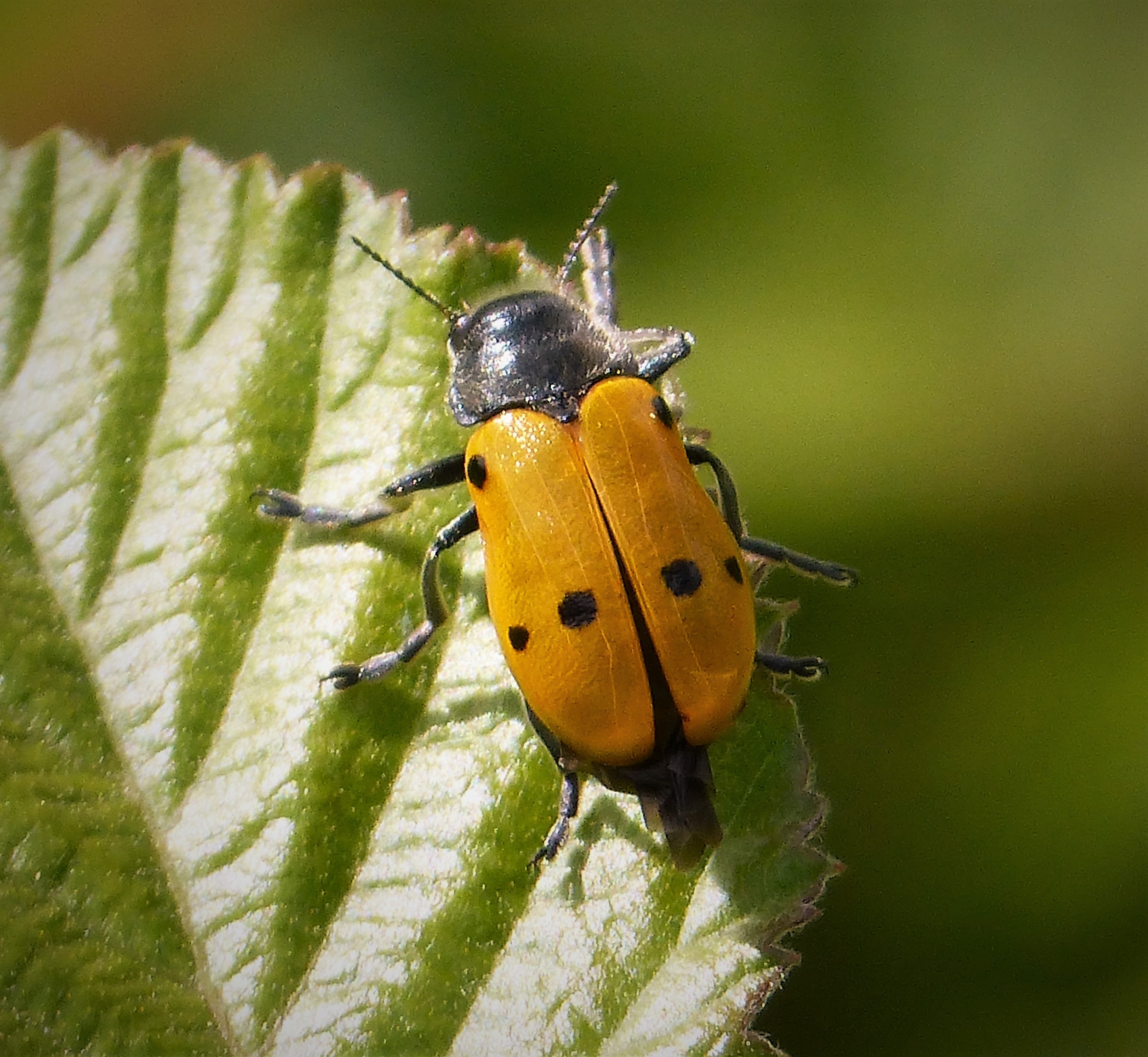 Lachnaia italica. Chrysomelidae (45663360042)