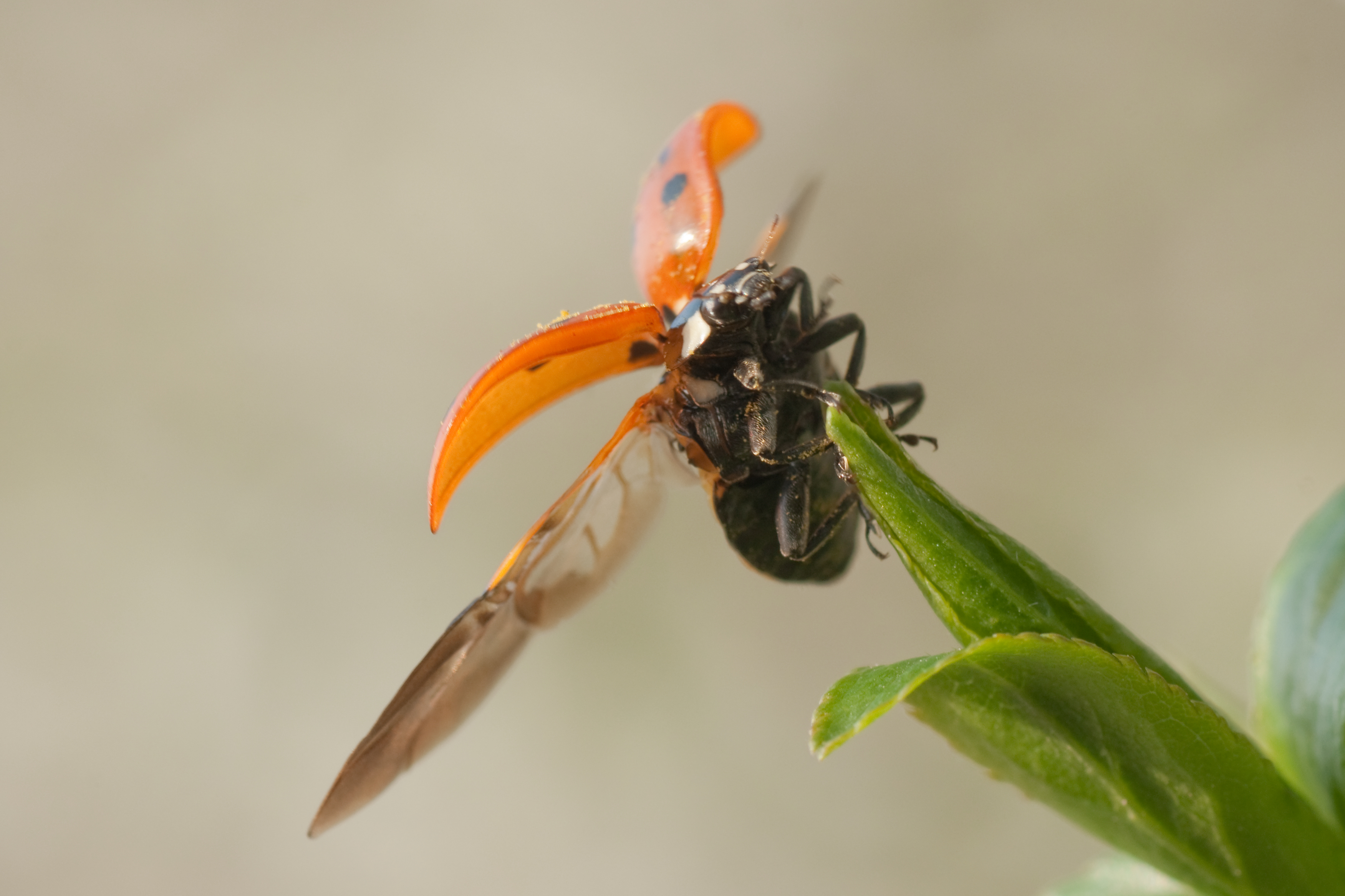Ladybird 01 (MK)