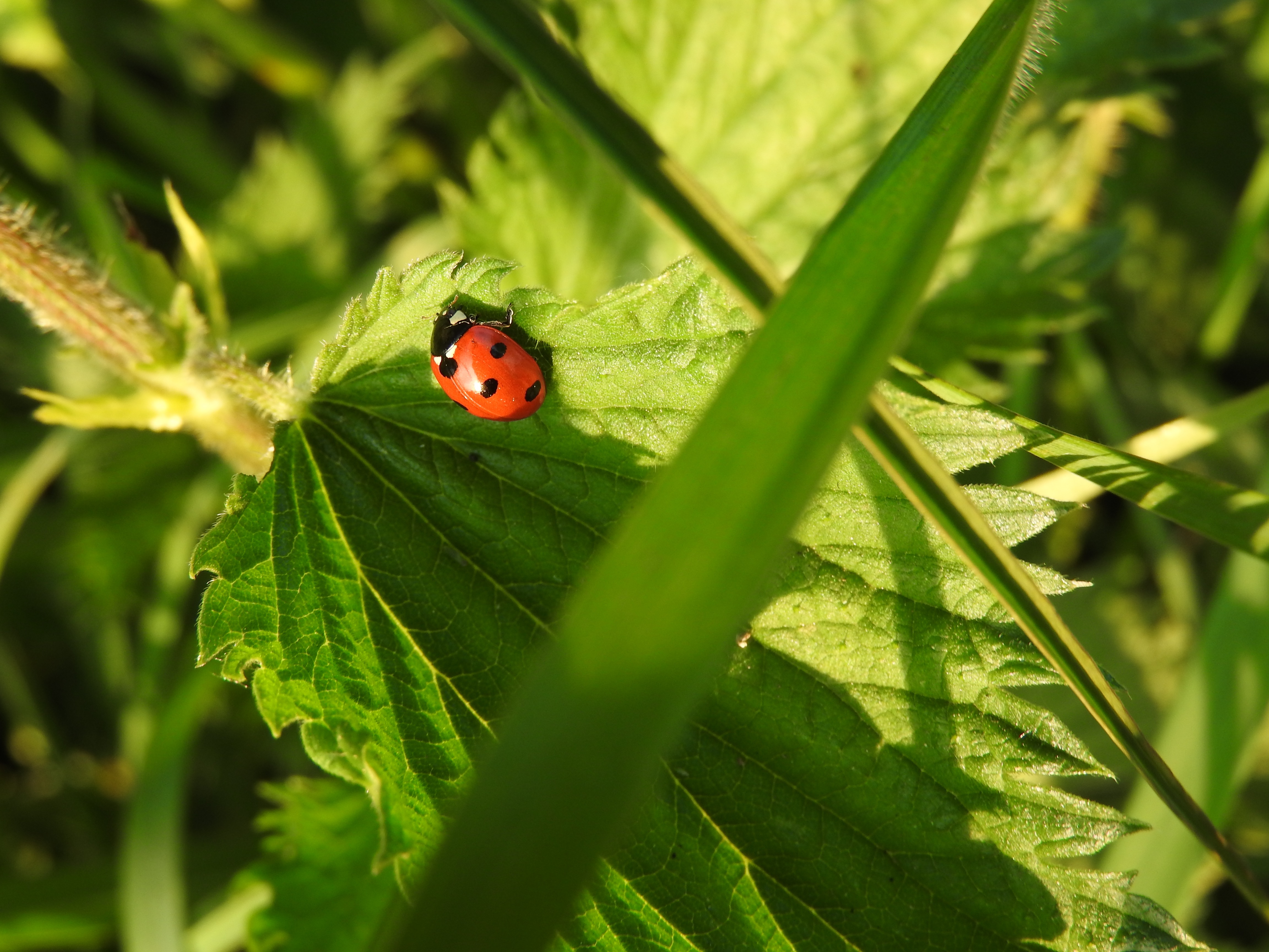 Ladybird (28116539755)