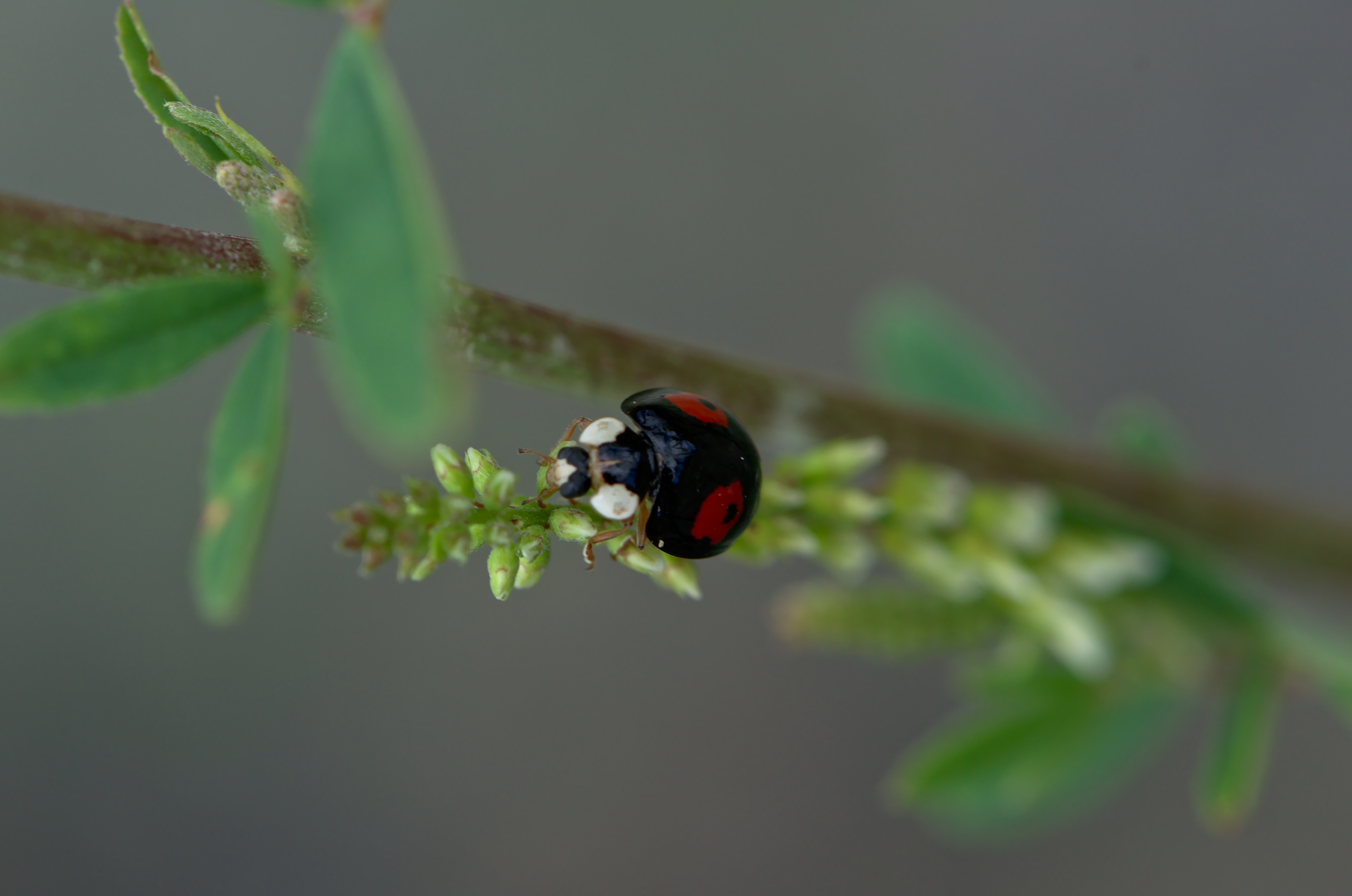 Ladybird (35748768010)