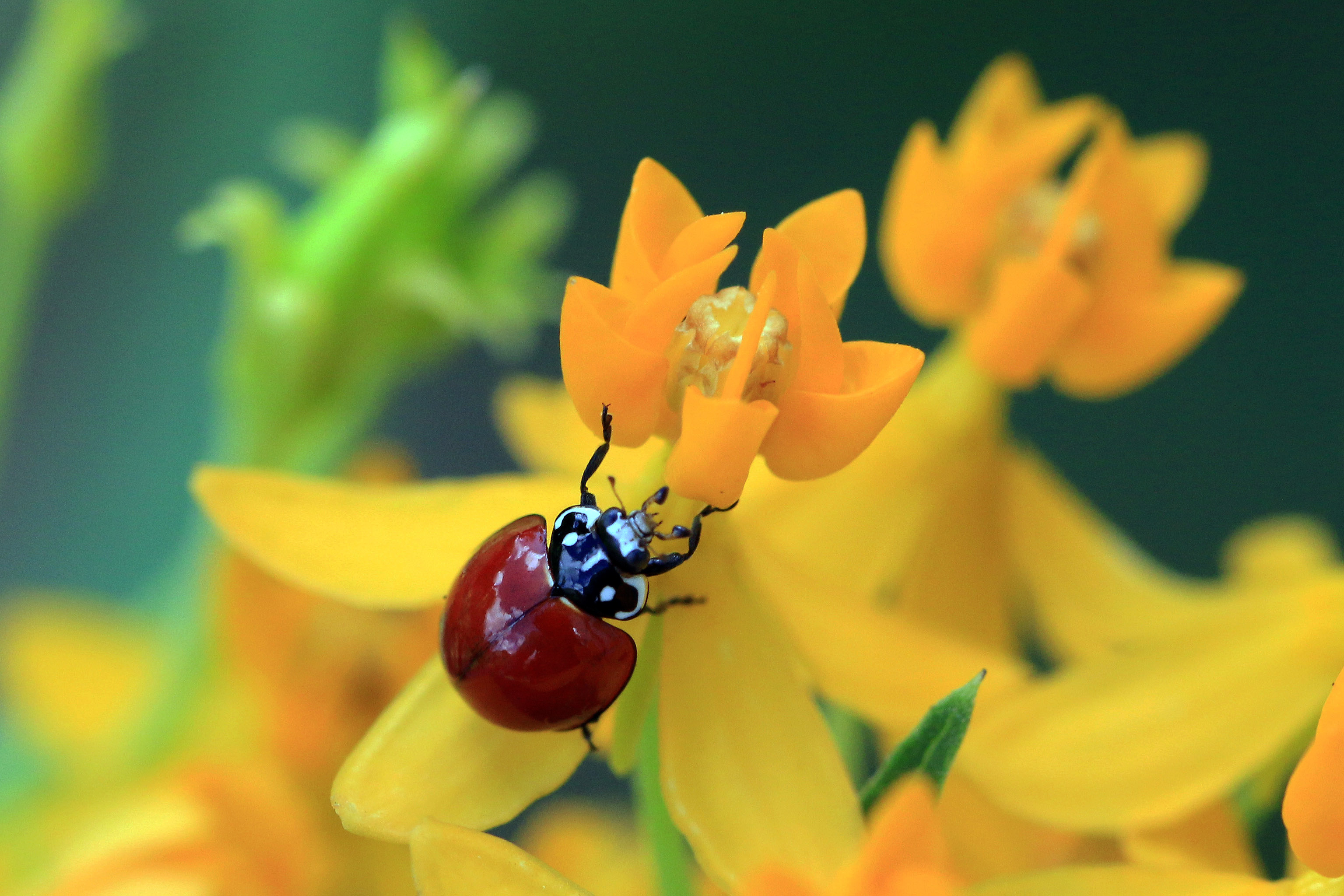 Ladybird (Cycloneda sanguinea)